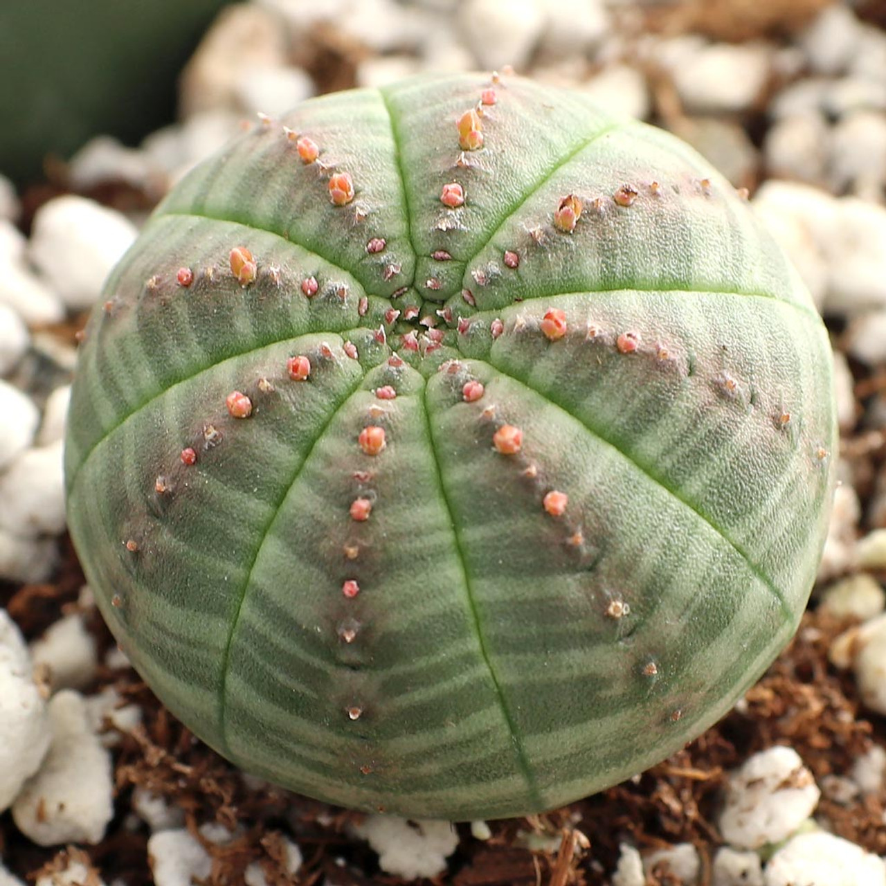 Молочай Тучный (Euphorbia Obesa) D5см