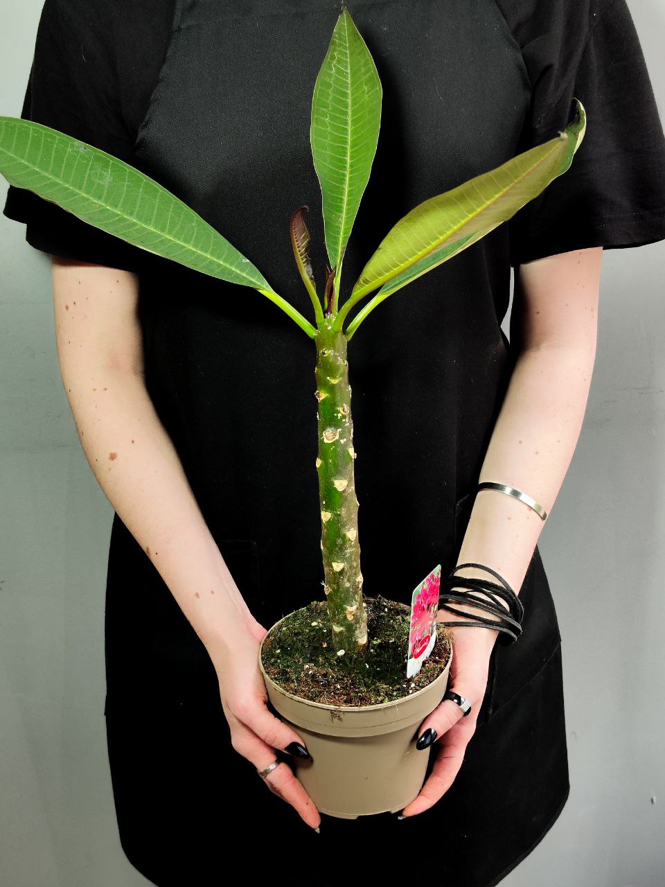 Плюмерия Рубра (Plumeria Rubra) D14см