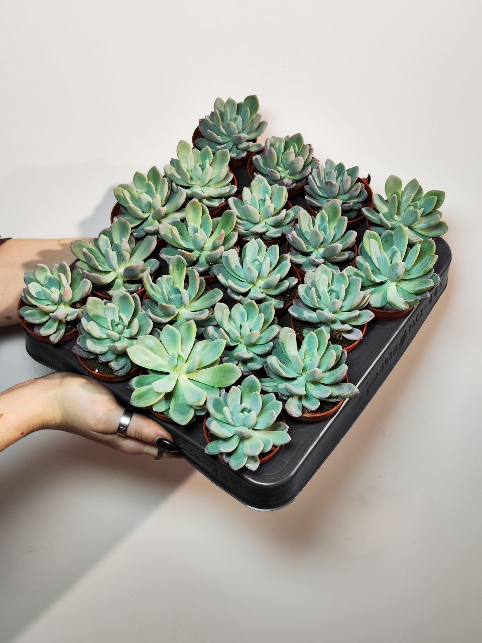 Эхеверия Пелуцида (Echeveria Pellucida) D5см
