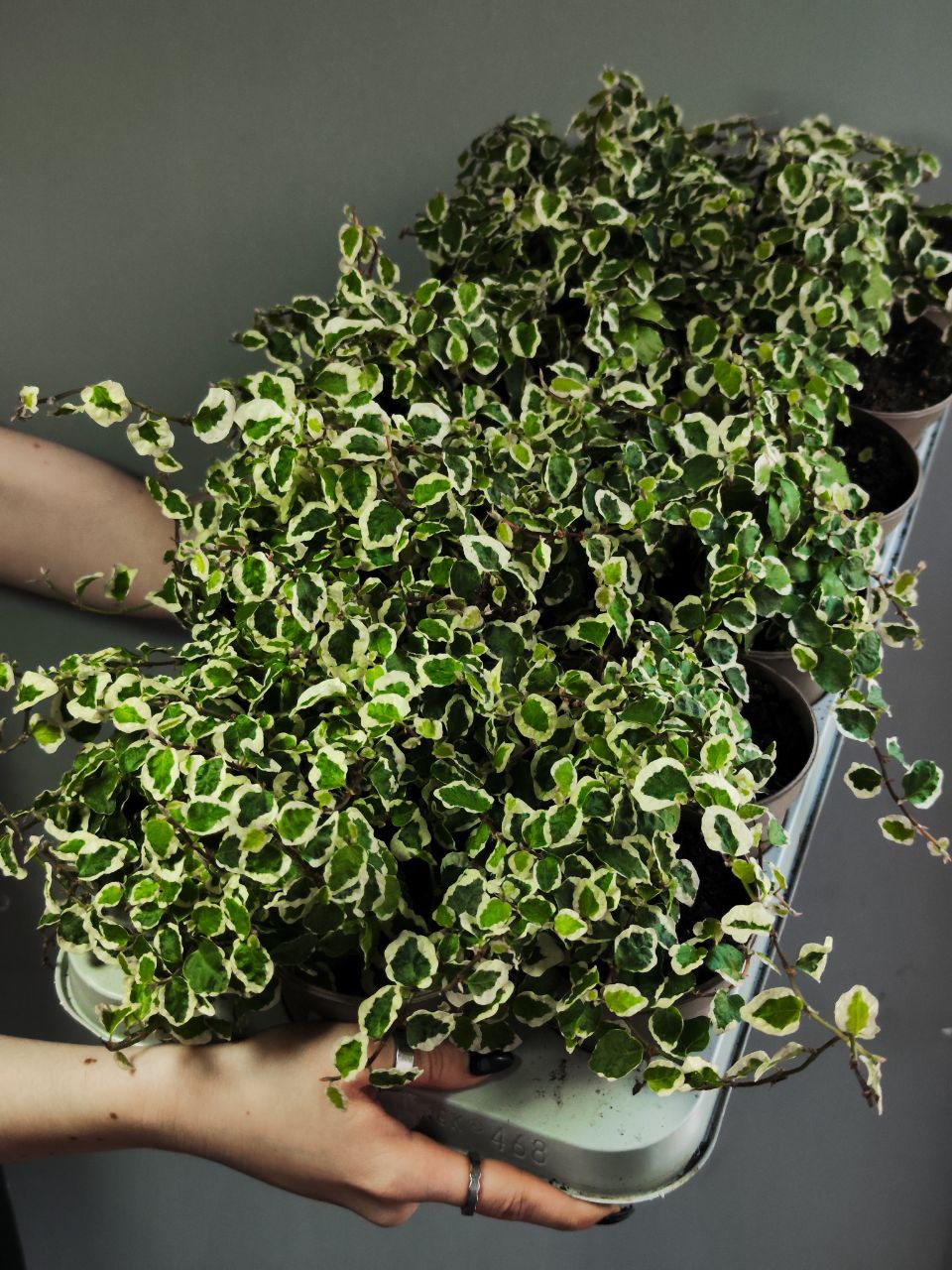 Фикус «Пумила Белла Санни» (Ficus Pumila Belle Sunny) D10см
