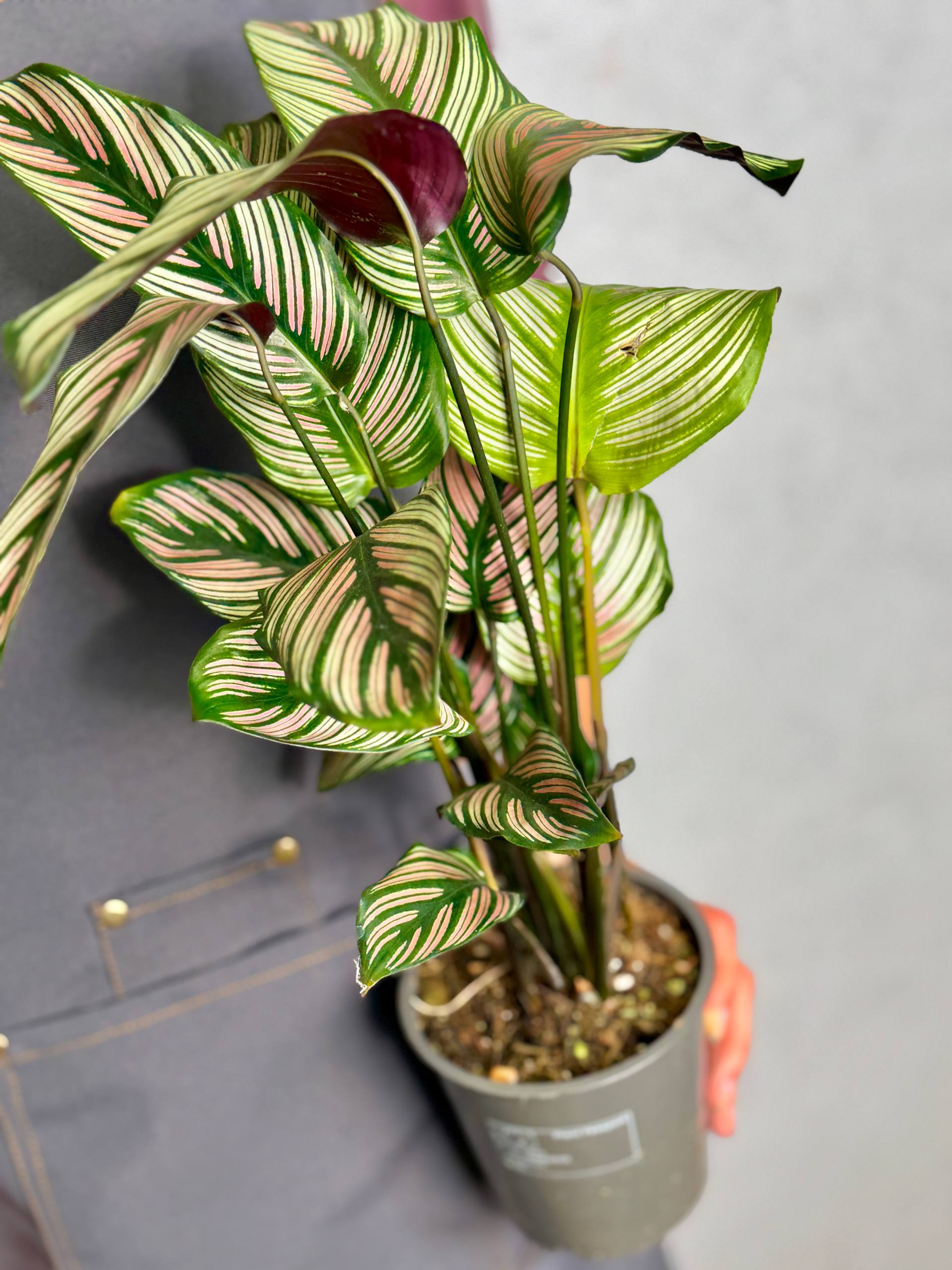 Калатея Витатта (Calathea Species Vittata) D12см