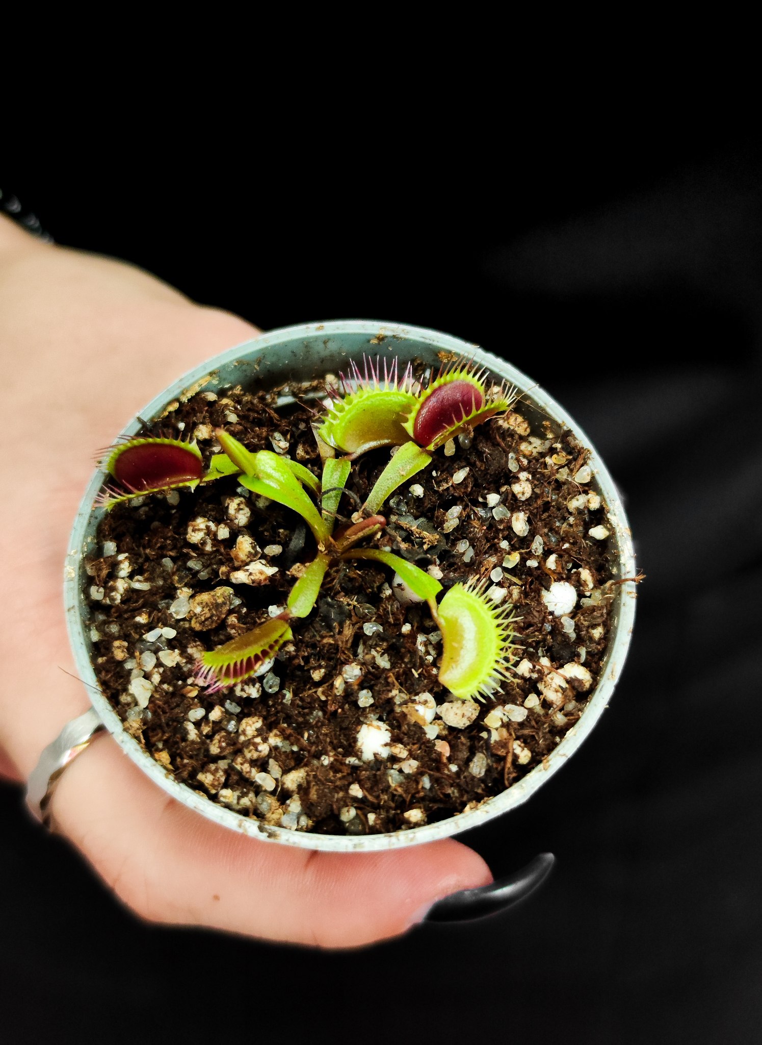 Дионея Блэк Стар (Dionaea Muscipula "Black Star") D5см