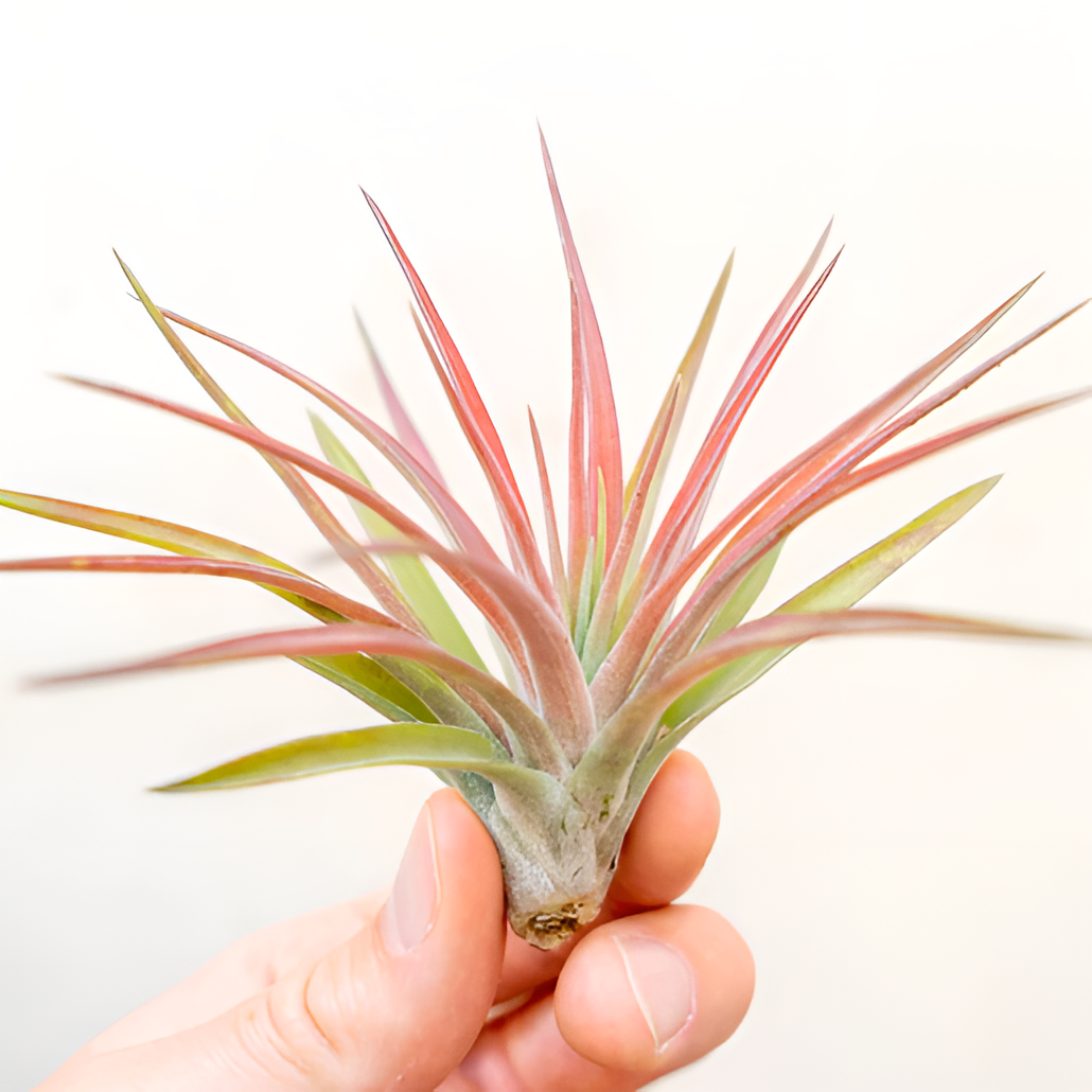 Тилландсия Велютина (Tillandsia Velutina)