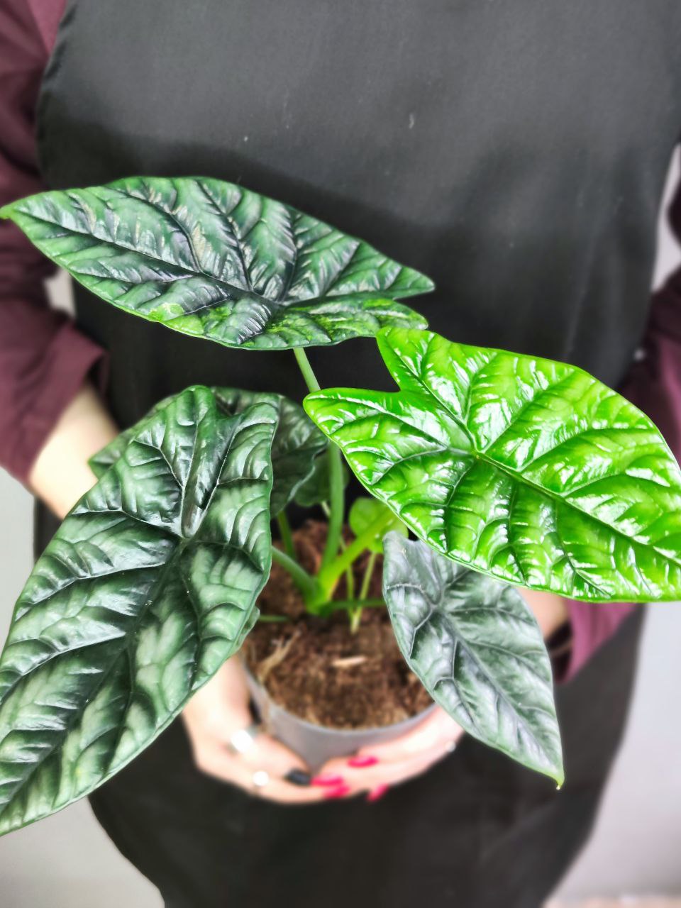 Алоказия Синуата (Alocasia Sinuata) D11см