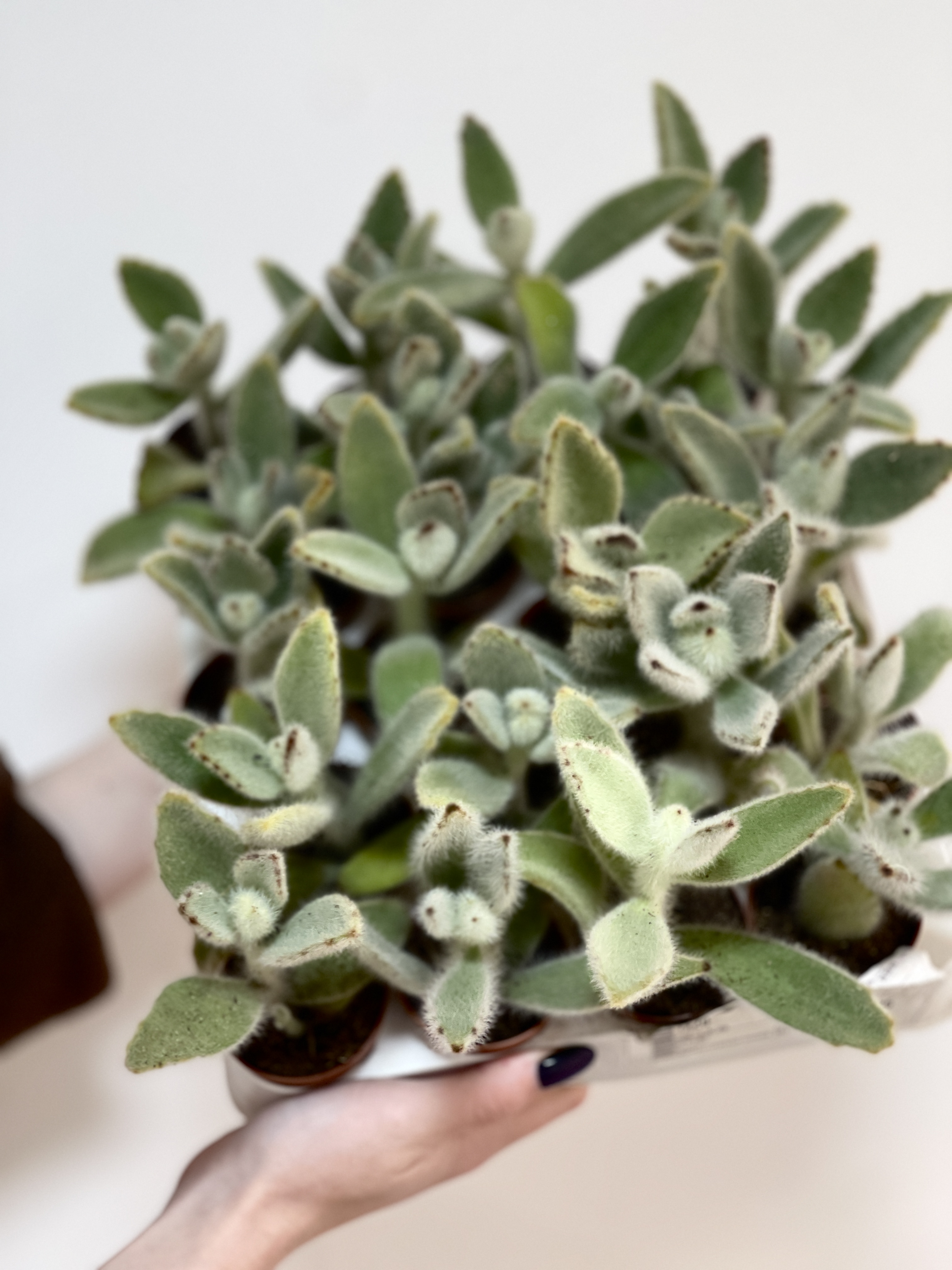 Каланхоэ Вилоза (Kalanchoe Vilosa) D5см