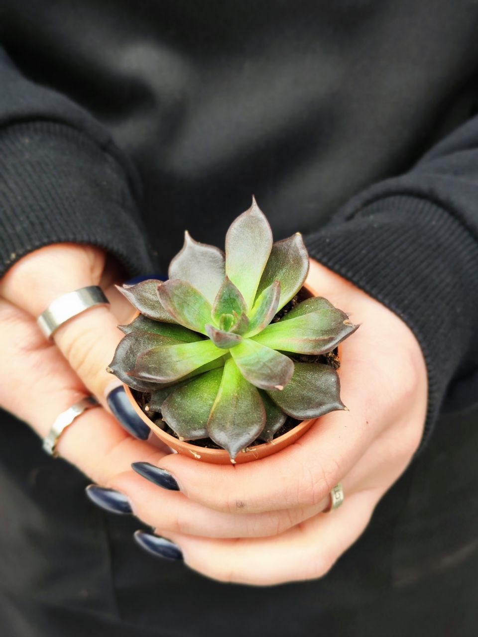 Эхеверия Черный Принц (Echeveria Black Prince) D5см