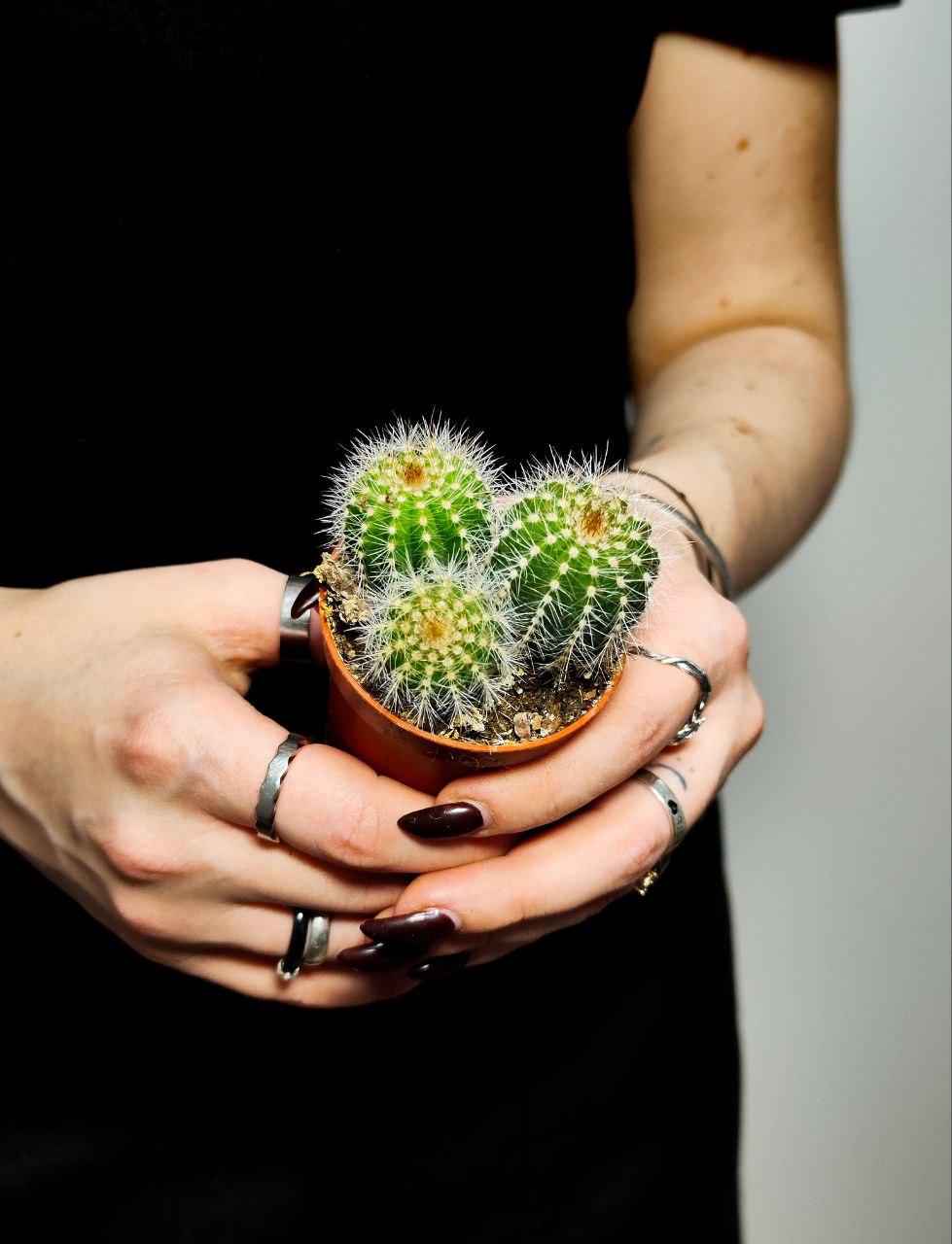 Нотокактус Магнификус Груп (Notocactus Mafnificus group) D5см