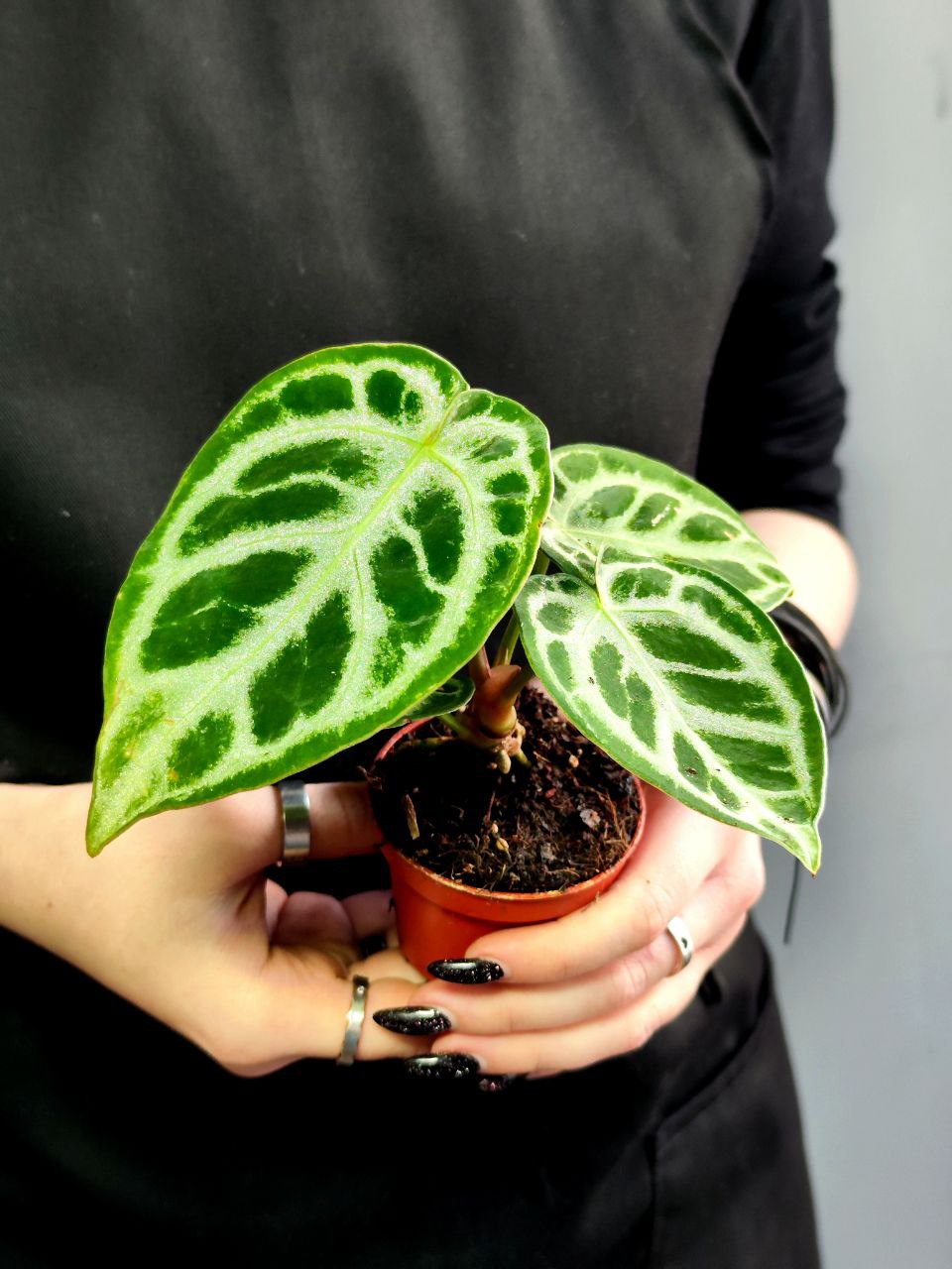 Антуриум Хрустальный, или Кристаллинум (Anthurium Crystallinum) D6см
