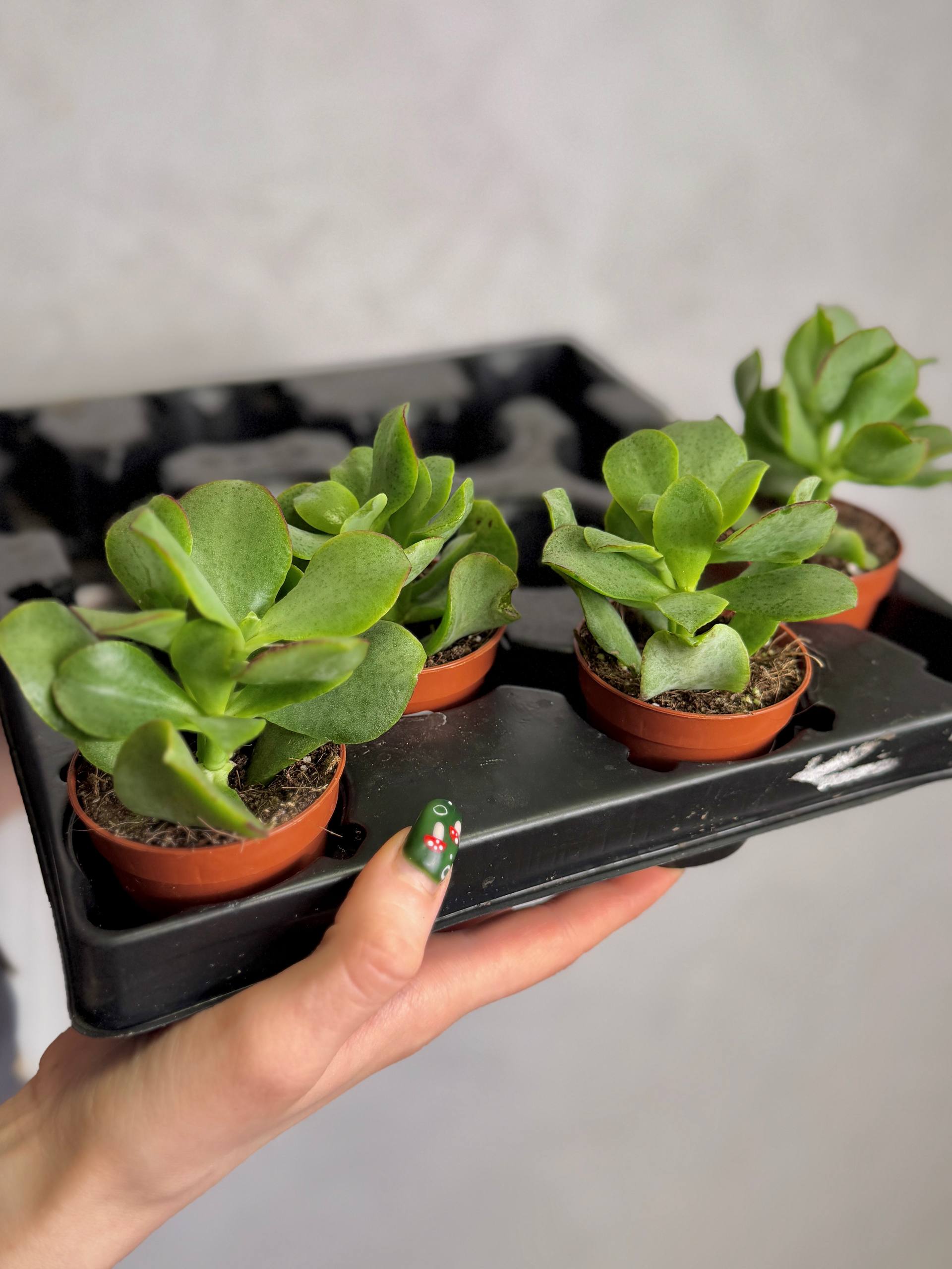 Крассула Арборесценс (Crassula Arborescens) D5см
