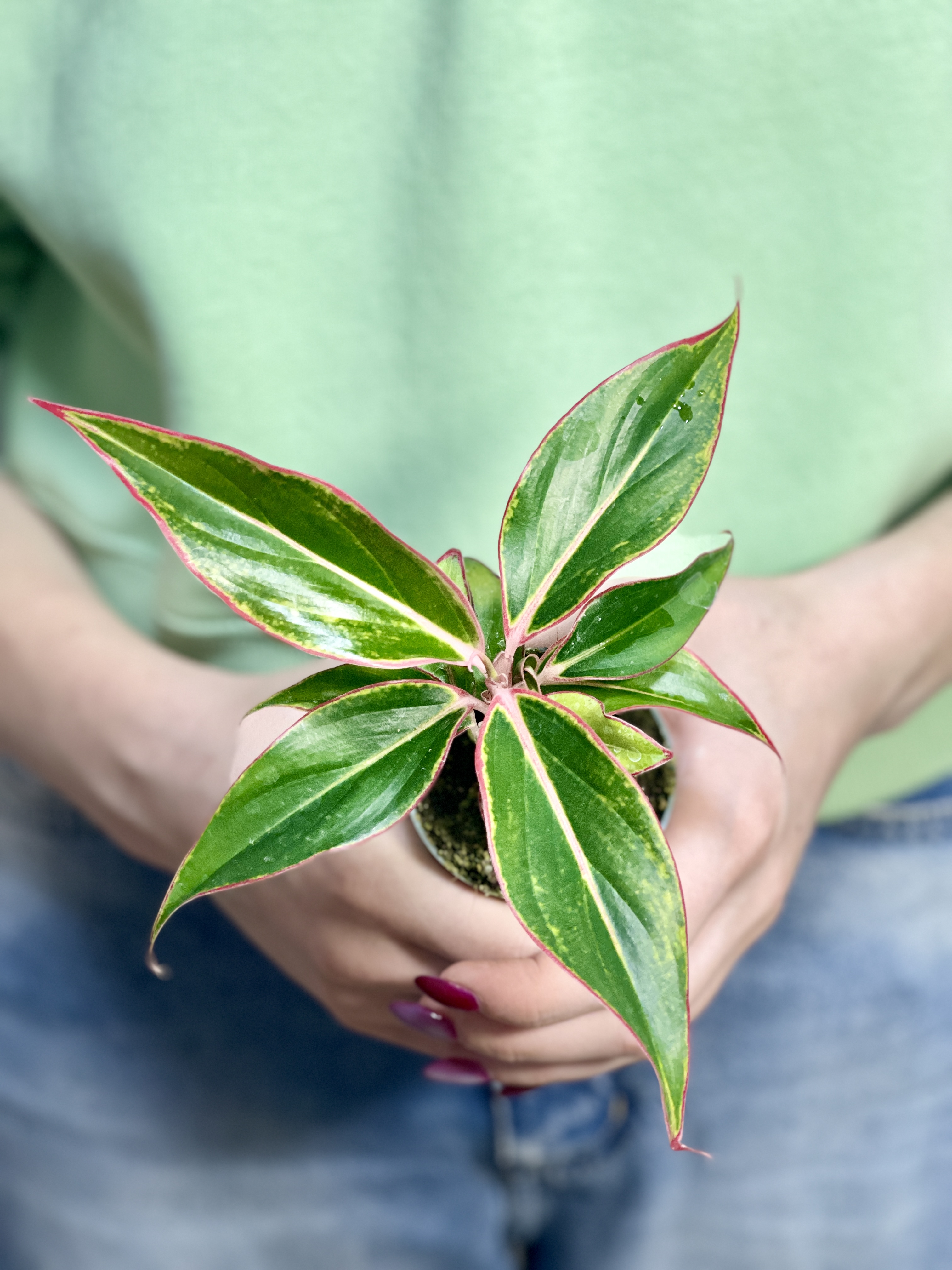 Аглаонема Сиам Аврора (Aglaonema Siam Aurora) D6см