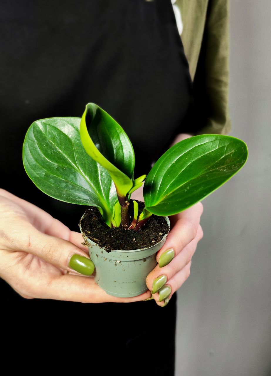 Пеперомия Ред Каньон (Peperomia Red Canyon) D5см