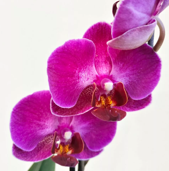 Орхидея Фаленопсис Мини Пурпурная (Phalaenopsis Multiflora) D6см