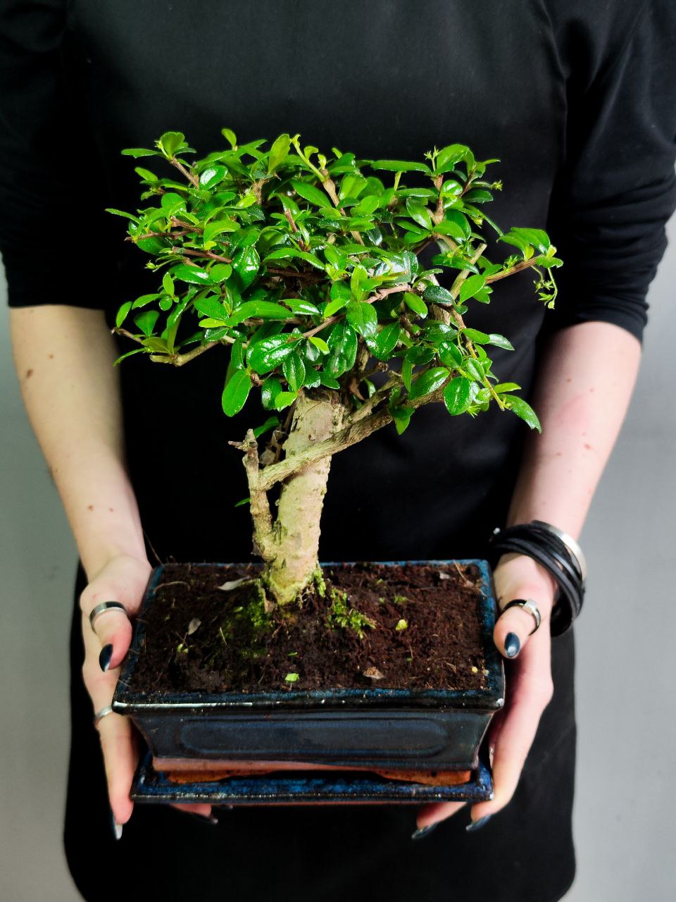 Бонсай Кармона мелколистная (Carmona Microphylla) D10см