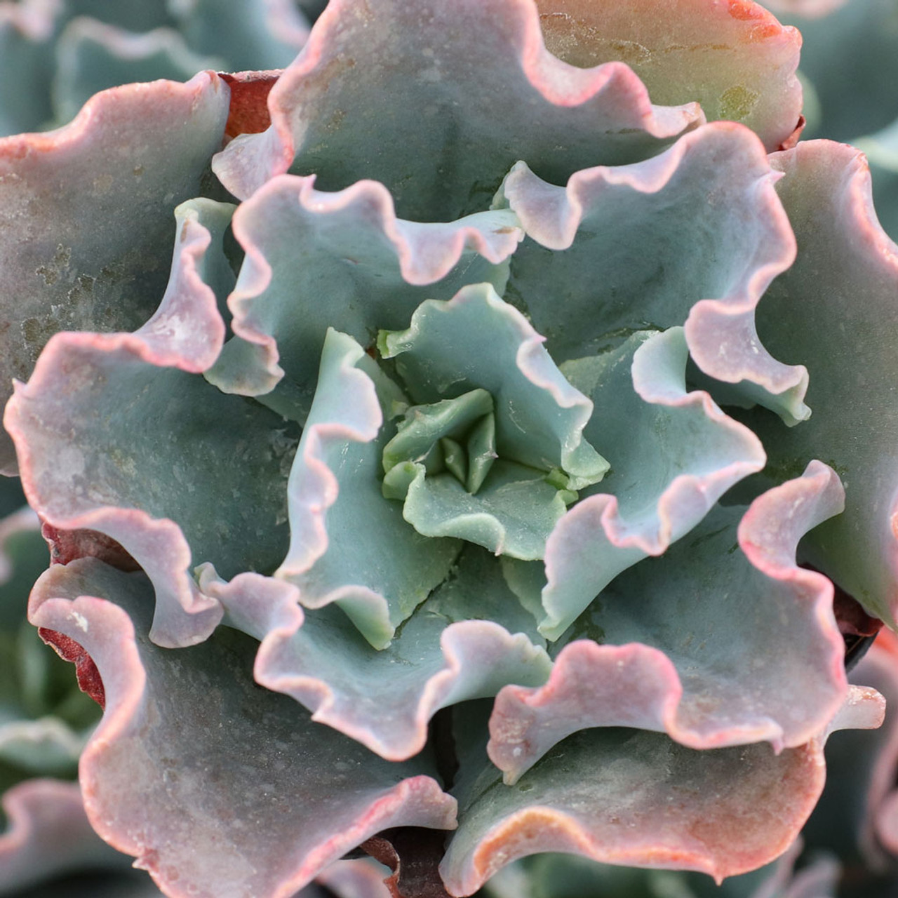 Эхеверия Шавиана Голубые Кудри (Echeveria Shaviana Blue Curls) D8,5см