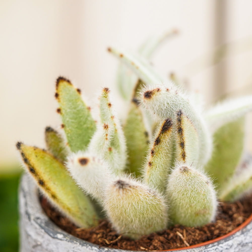 Каланхоэ Вилоза (Kalanchoe Vilosa) D5см