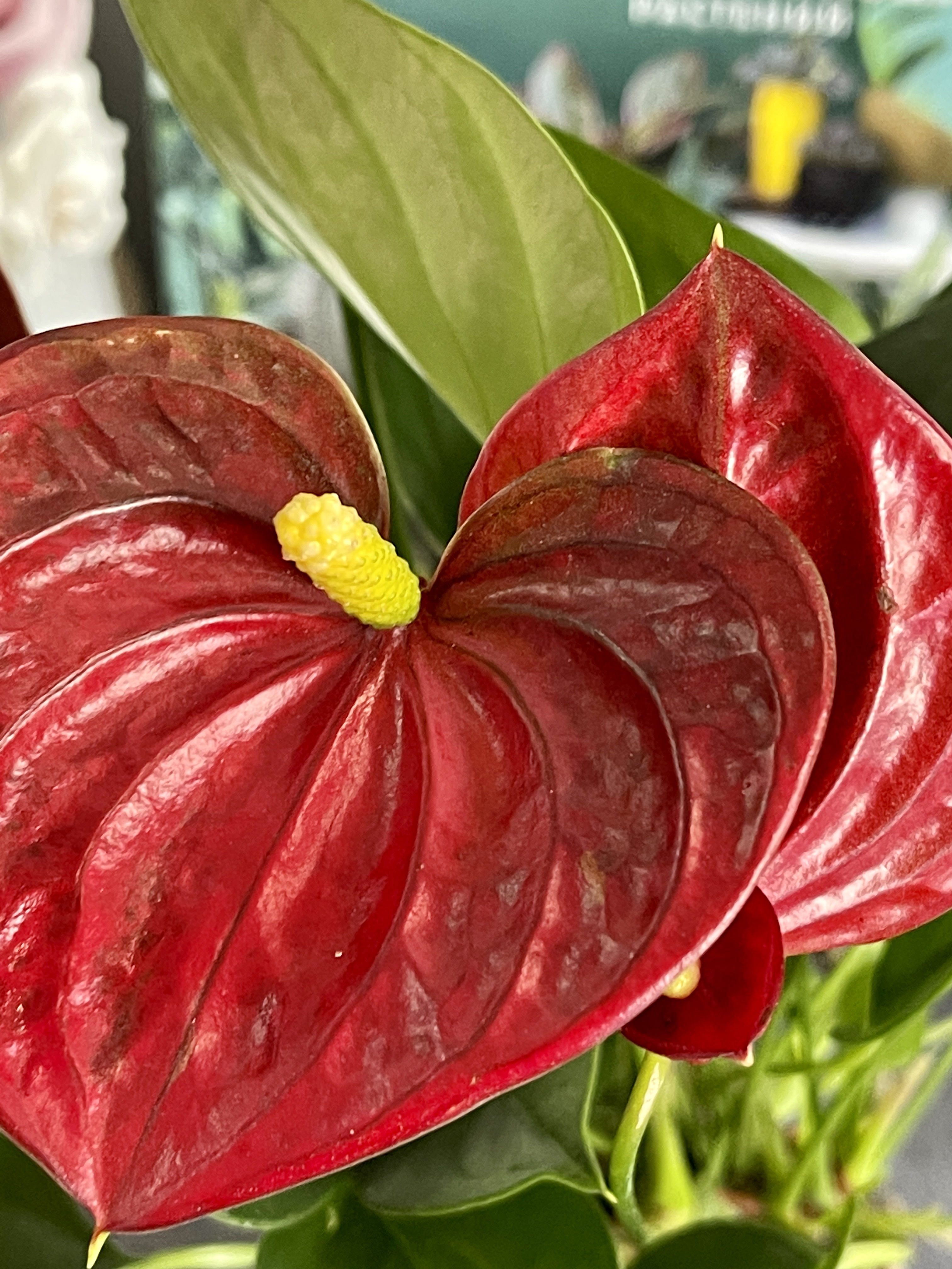 Антуриум Андре Красный (Anthurium Аndraeanum Red) D9см