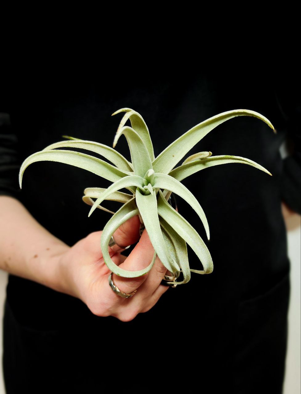 Тилландсия Харриса (Tillandsia Harrisii)
