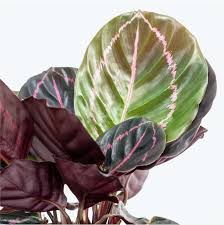 Калатея Розеопикта Дотти (Calathea Roseopicta Dottie) D6см