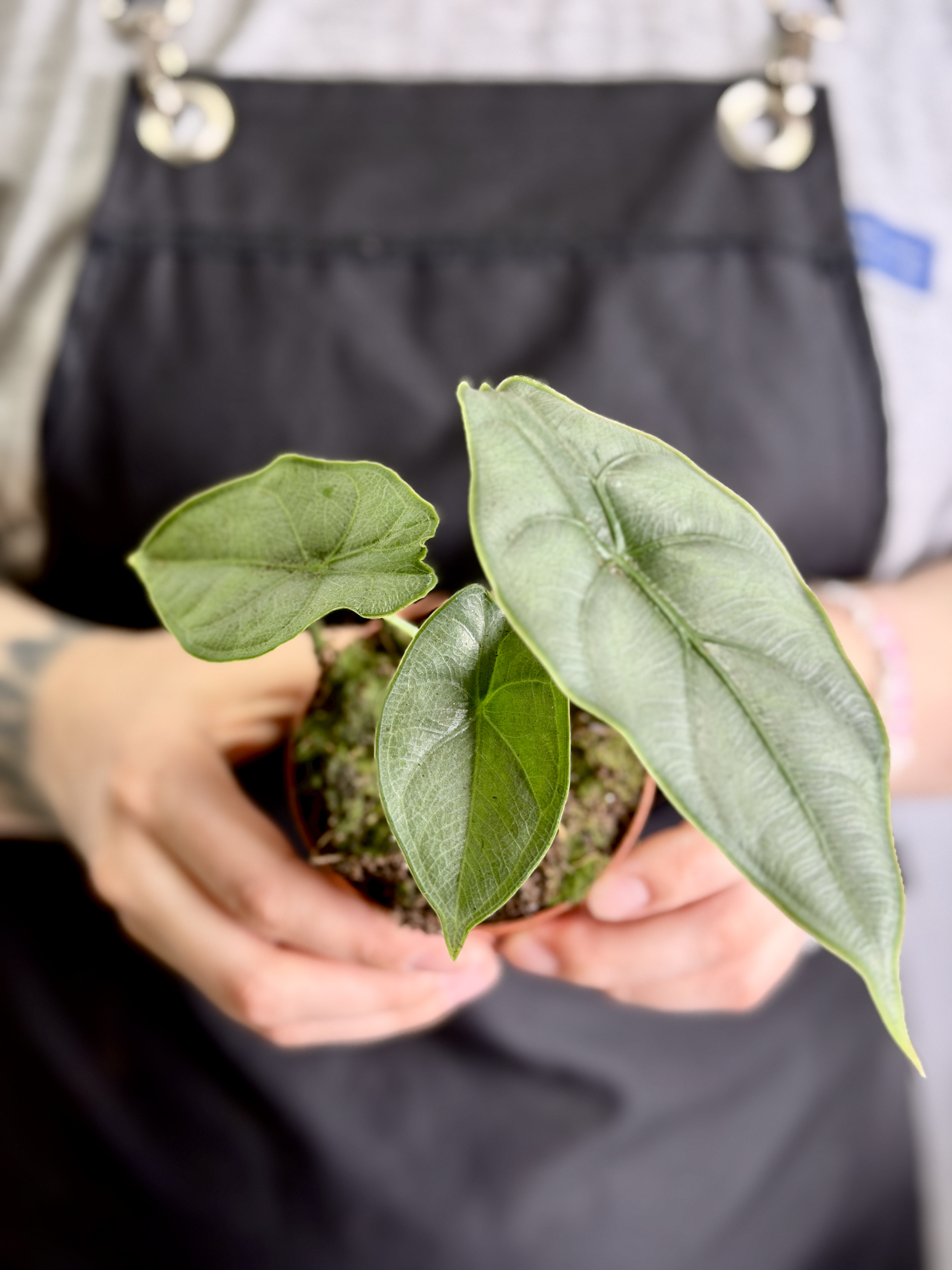 Алоказия Пунчак Борнео (Alocasia Puncakborneensis) D8см