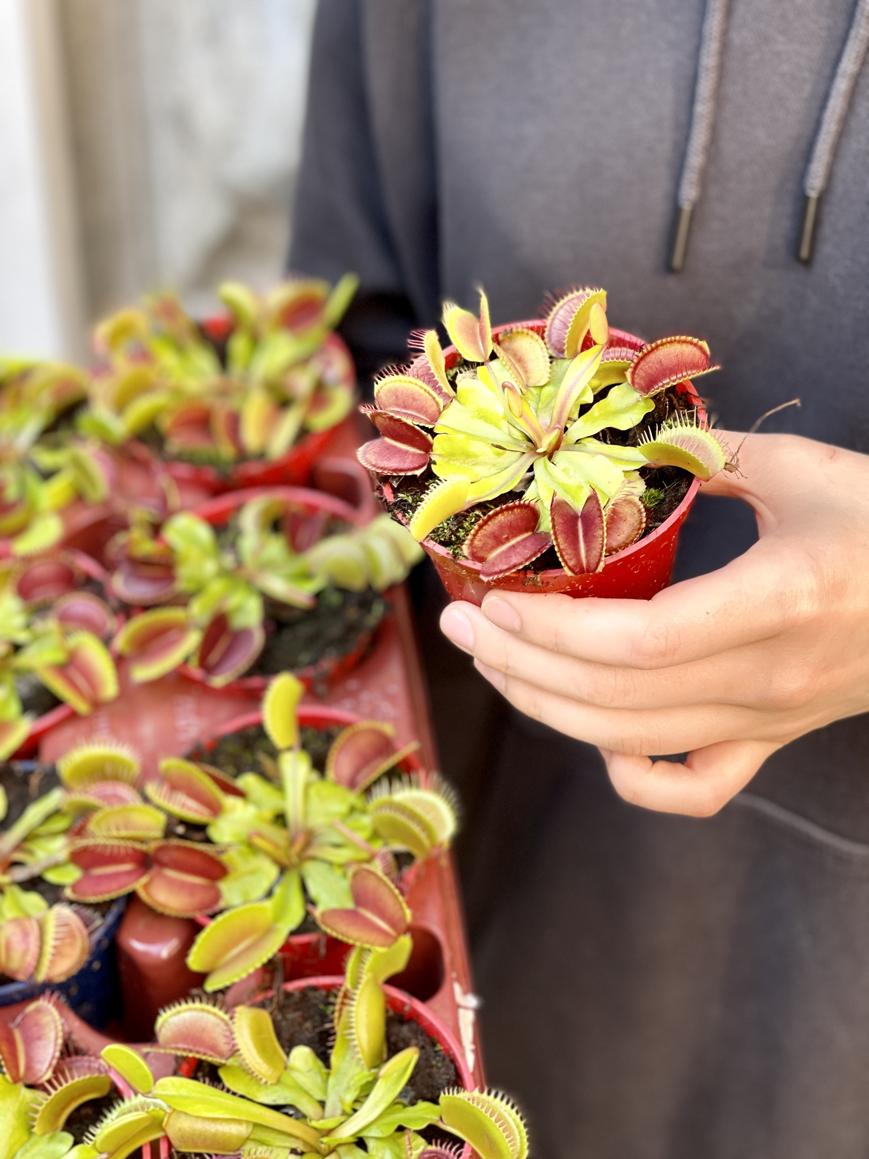 Венерина Мухоловка (Dionaea Muscipula) D9см