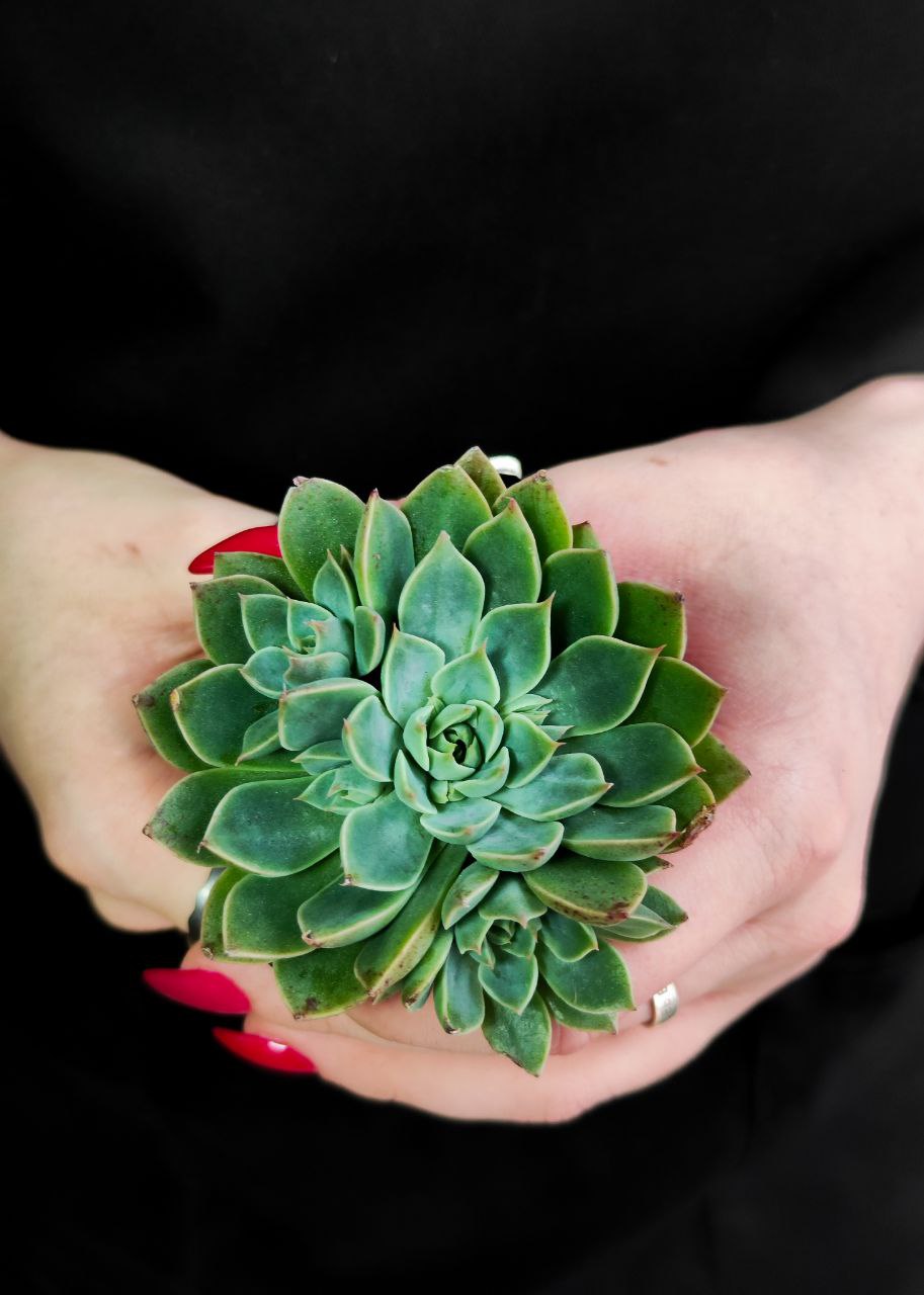 Граптопеталум Альтаир (Graptopetalum Altair) D5см