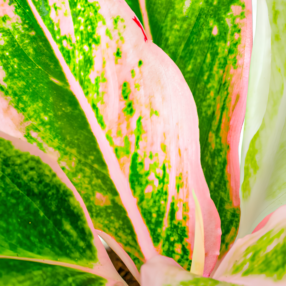 Аглаонема Липстик Пинк (Aglaonema Lipstick Pink) D9см