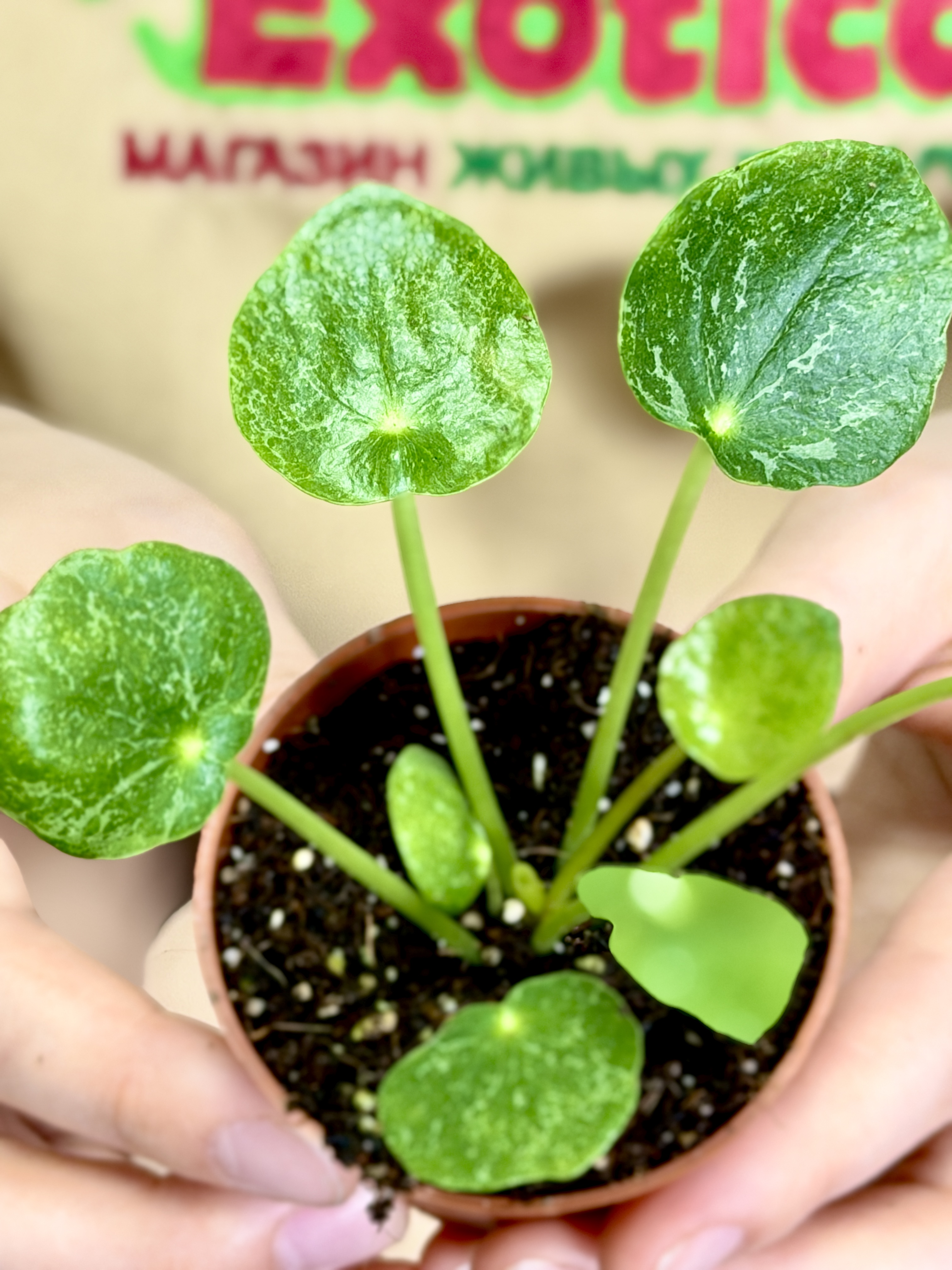 Пилея Пеперомиевидная Шугар (Pilea Peperomioides Sugar) D5см