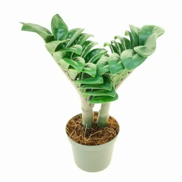 Замиокулькас Зензи Жук (Zamioculcas Zenzi Bug) D9см