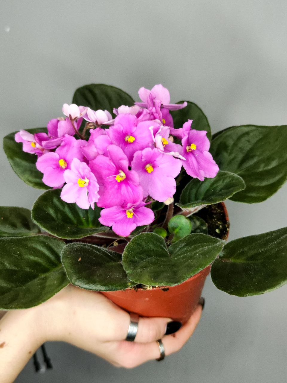 Сенполия Розовая, или Фиалка (Saintpaulia Pink) D10см