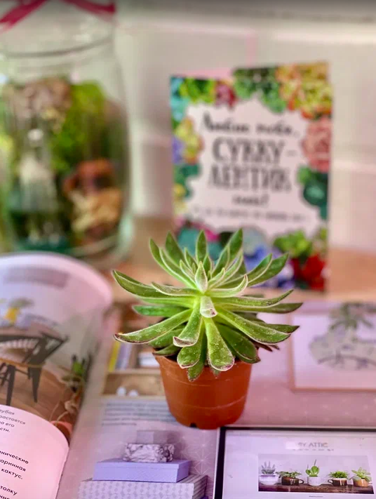 Эхеверия Пульвината Руби (Echeveria Pulvinata Ruby Blush) D5см