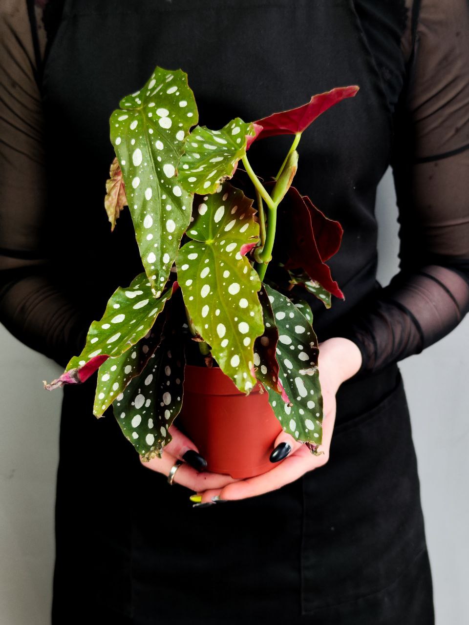 Бегония Пятнистая, или Бегония Макулата (Begonia Maculata) D12см