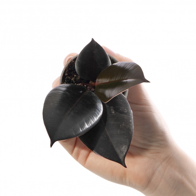 Фикус Эластика Абиджан (Ficus Elastica Abidjan) D6см