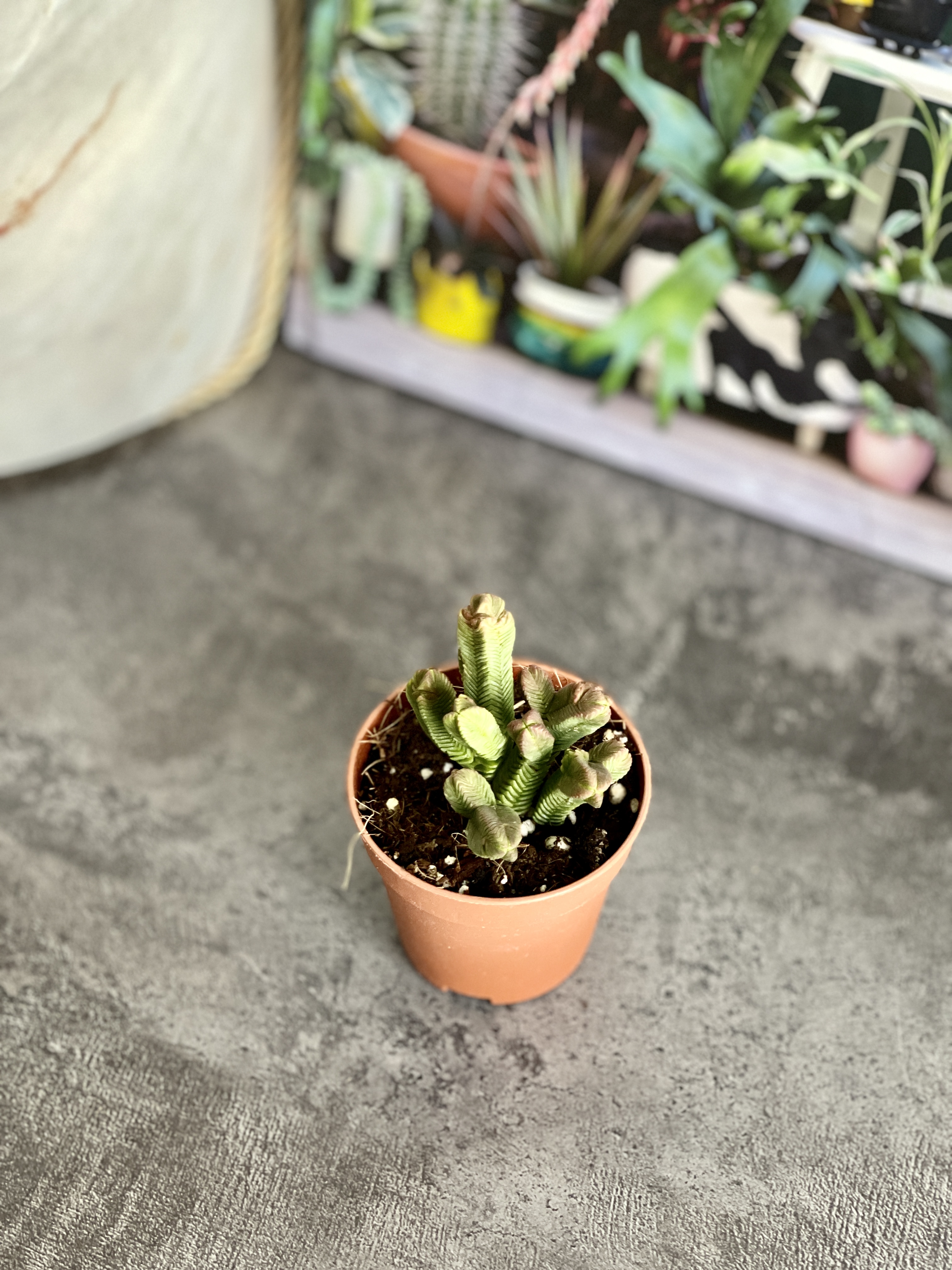 Крассула Пирамидалис (Crassula Pyramidalis) D5см