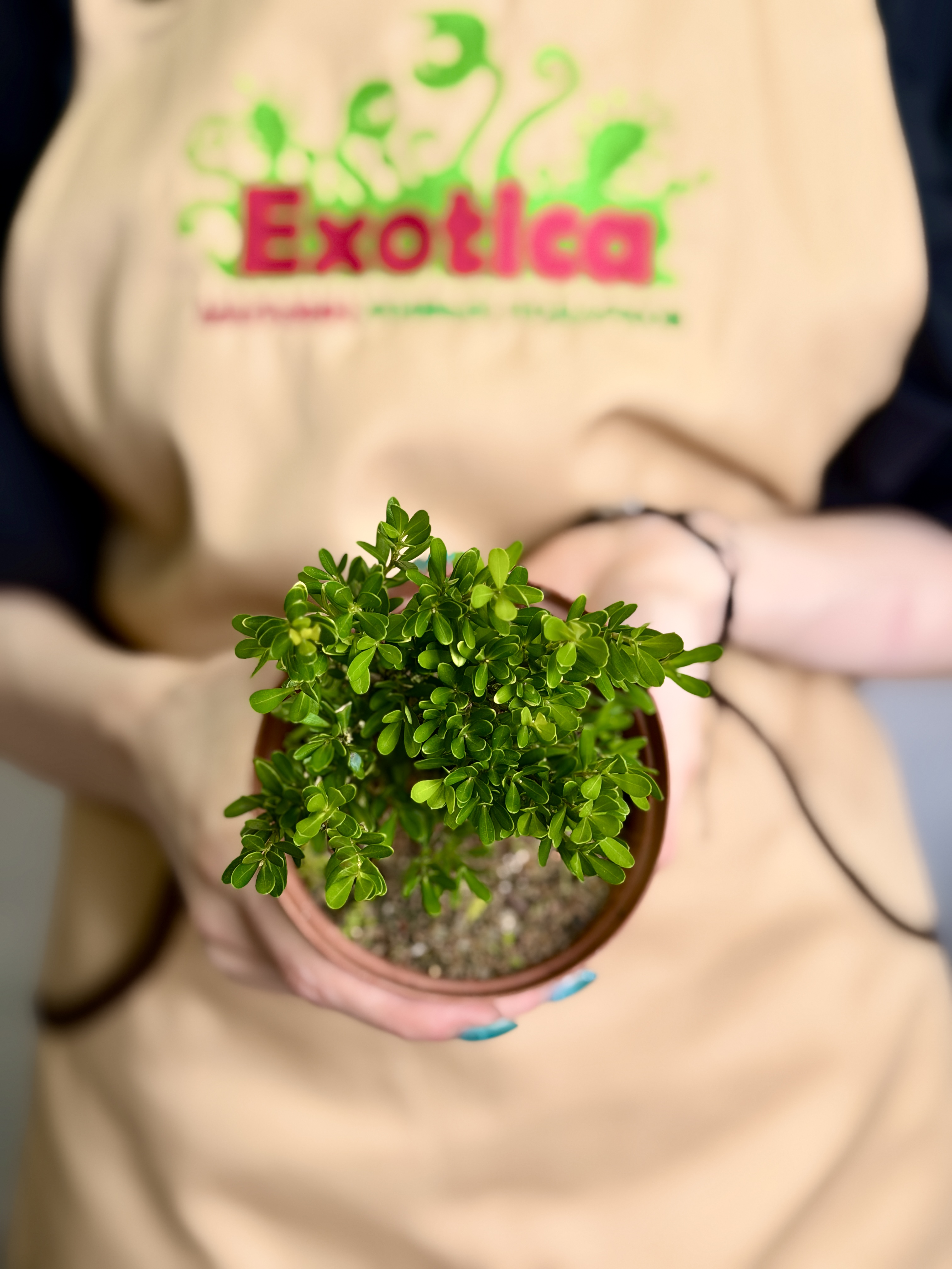 Самшит Вечнозеленый (Boxwood Green) D10см
