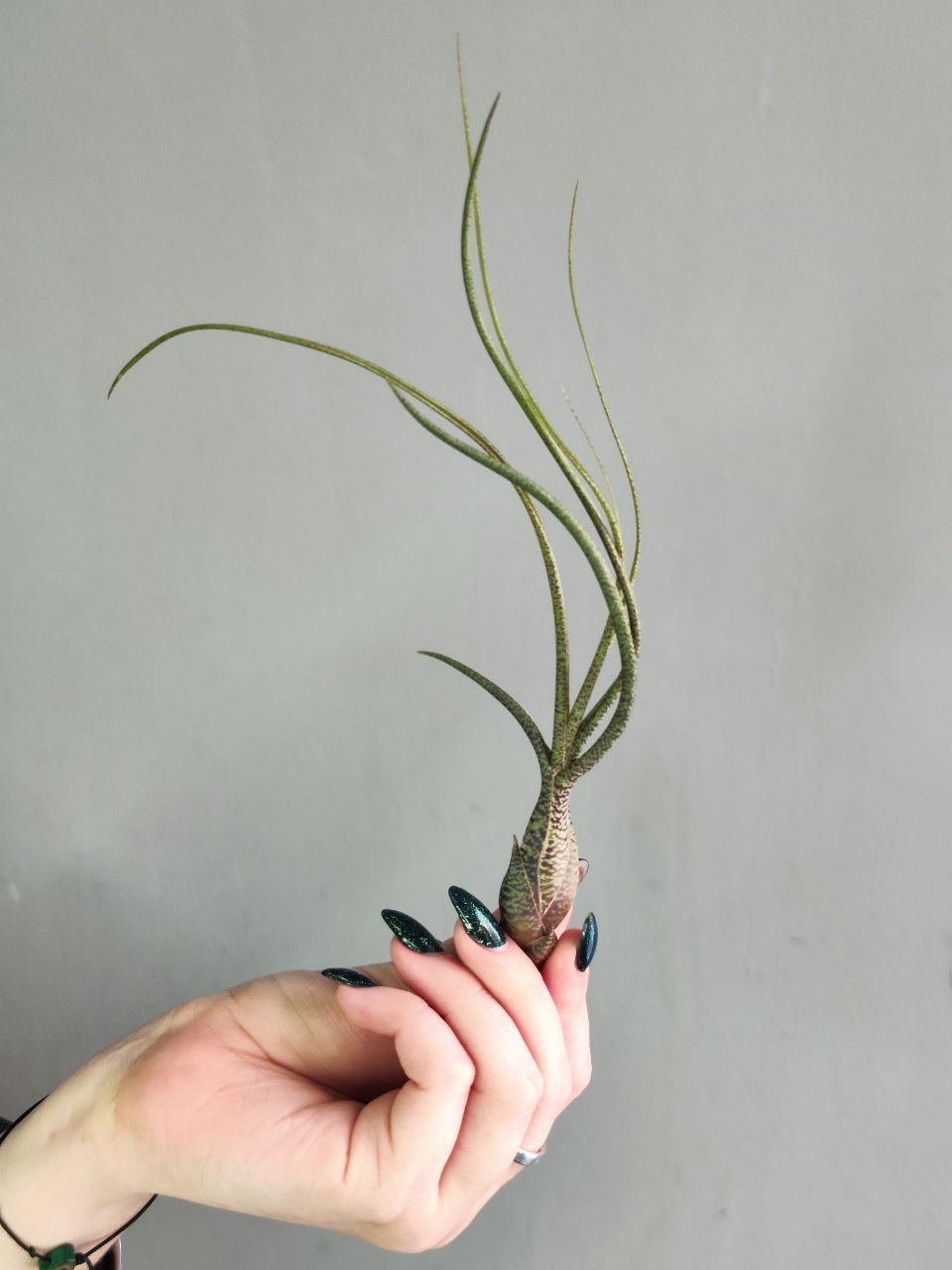 Тилландсия Бутзи (Tillandsia Butzii)