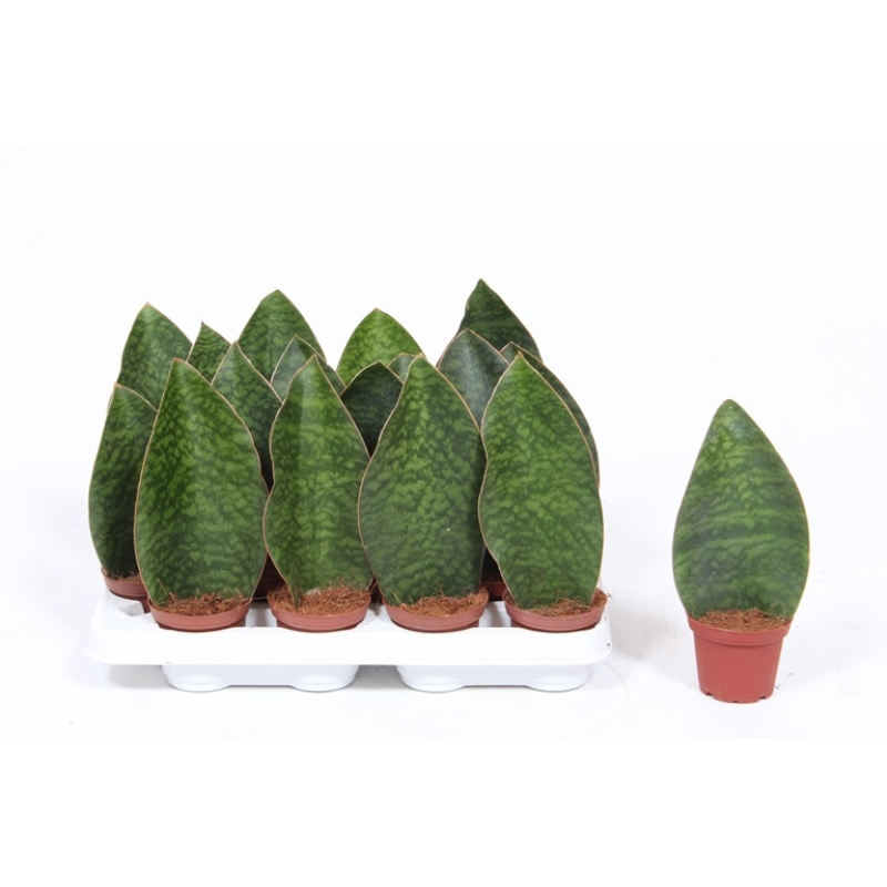Сансевиерия Масониана Виктория (Sansevieria Masoniana  Victoria) D8,5см