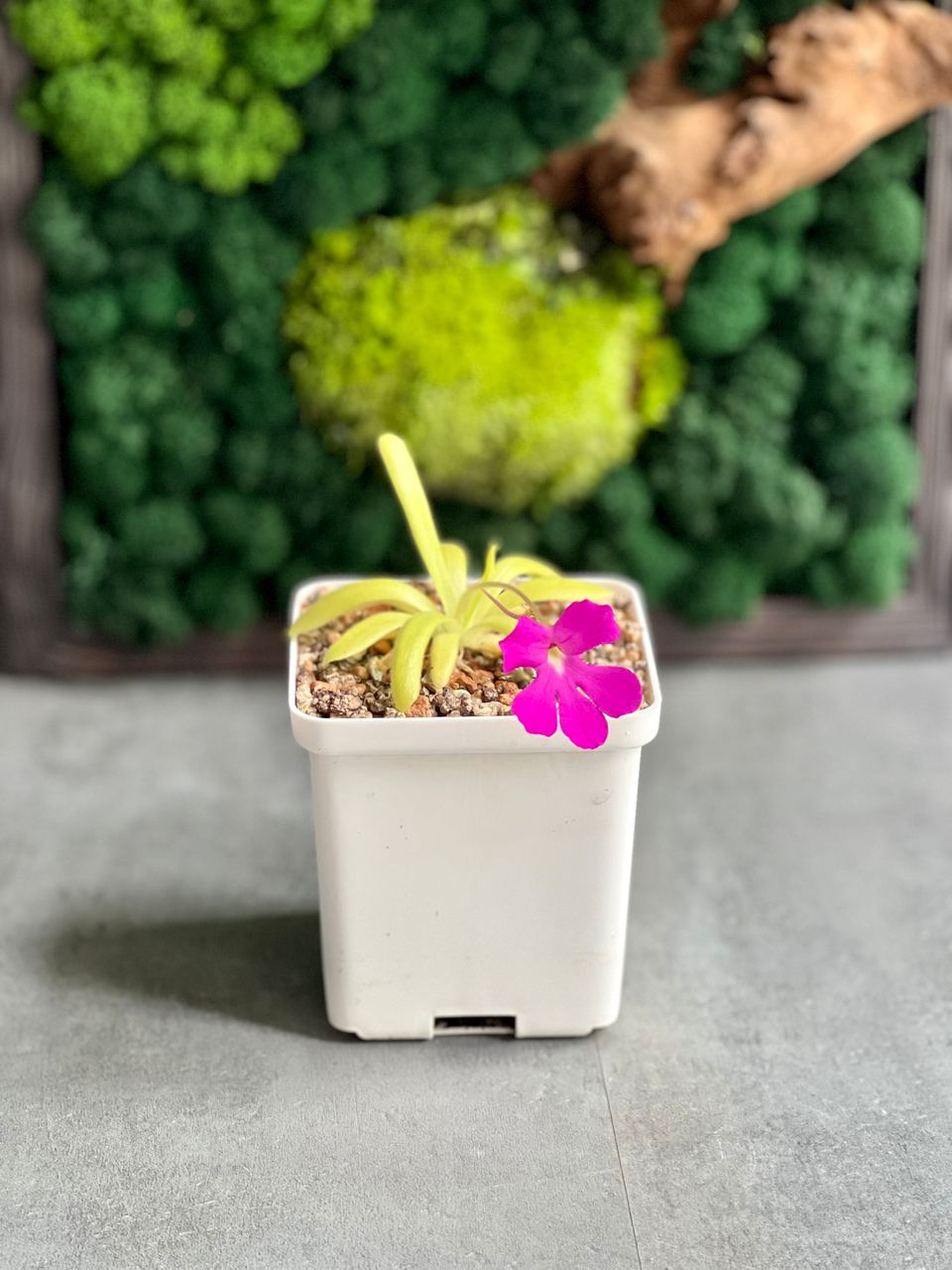 Жирянка Moctezumae x Rectifolia 8x8см