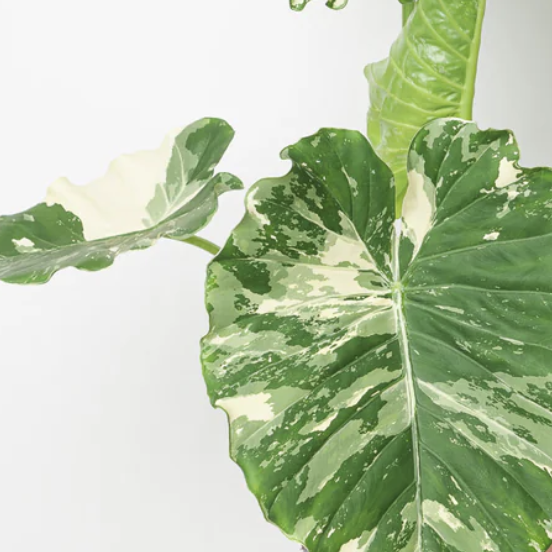 Алоказия Гагеана Альба Вариегатная (Alocasia Gageana Albo Variegata) D6см