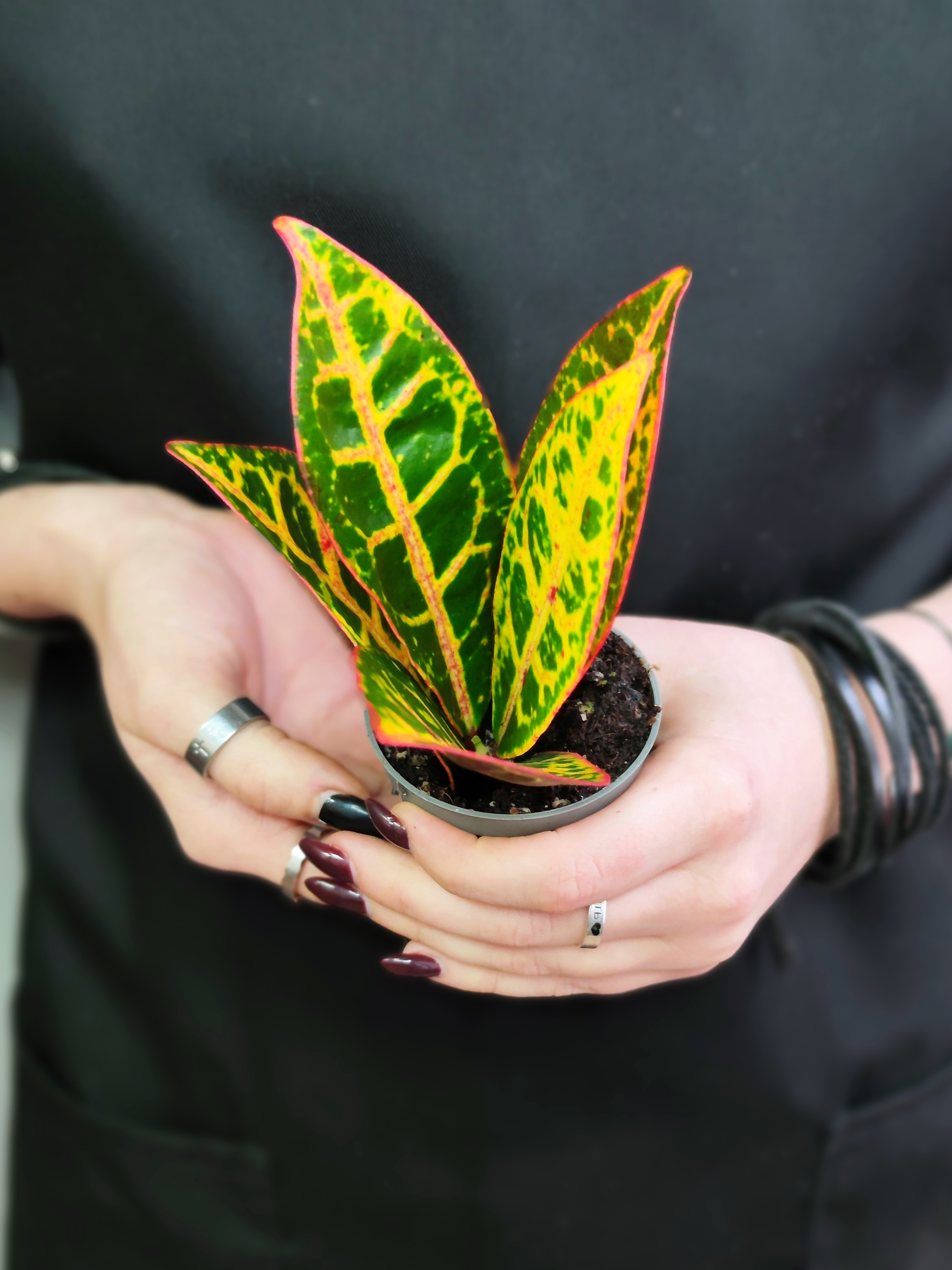 Кодиеум Петра (Codiaeum Petra) D6см