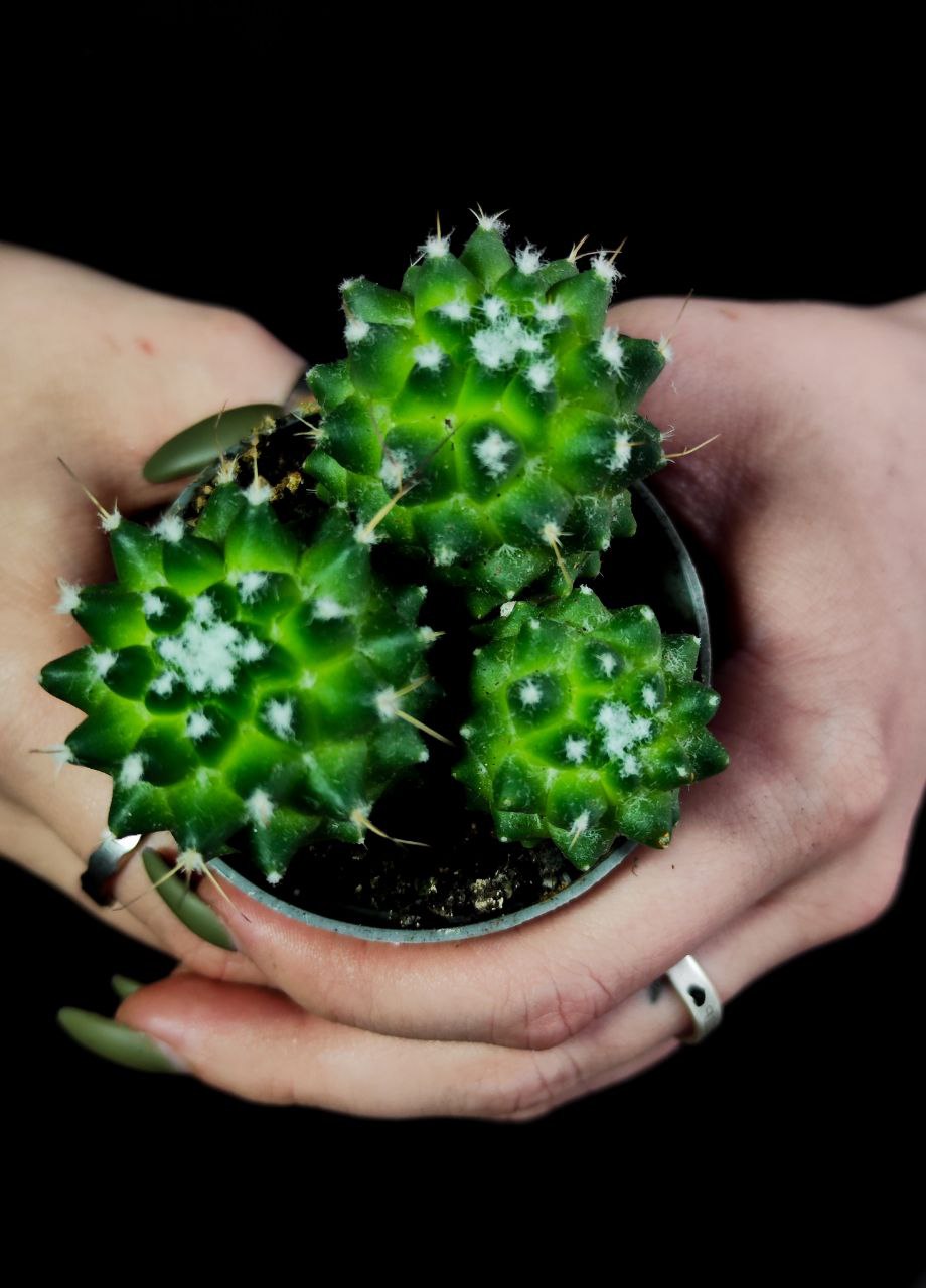 Маммиллярия Толука (Mammillaria Toluca) D5см