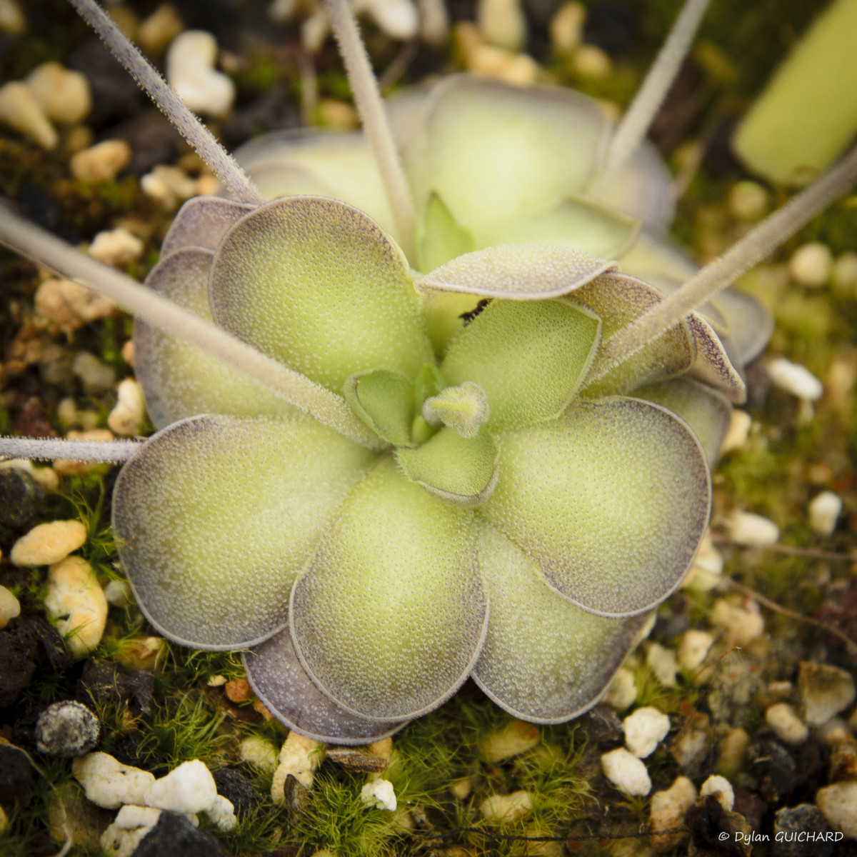 Жирянка Циклосекта (Pinguicula Cyclosecta) D5см