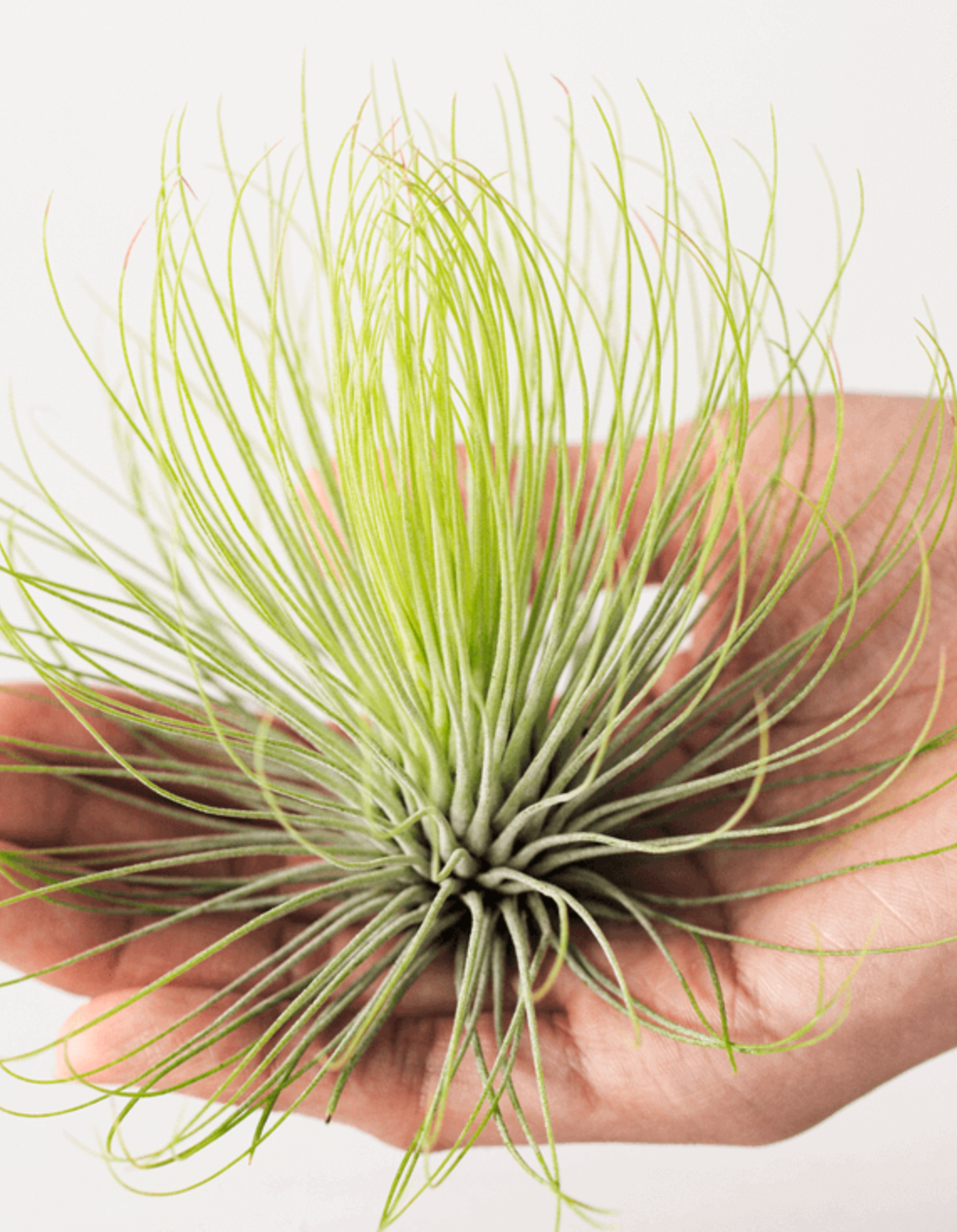 Тилландсия Андреана (Tillandsia Andreana)