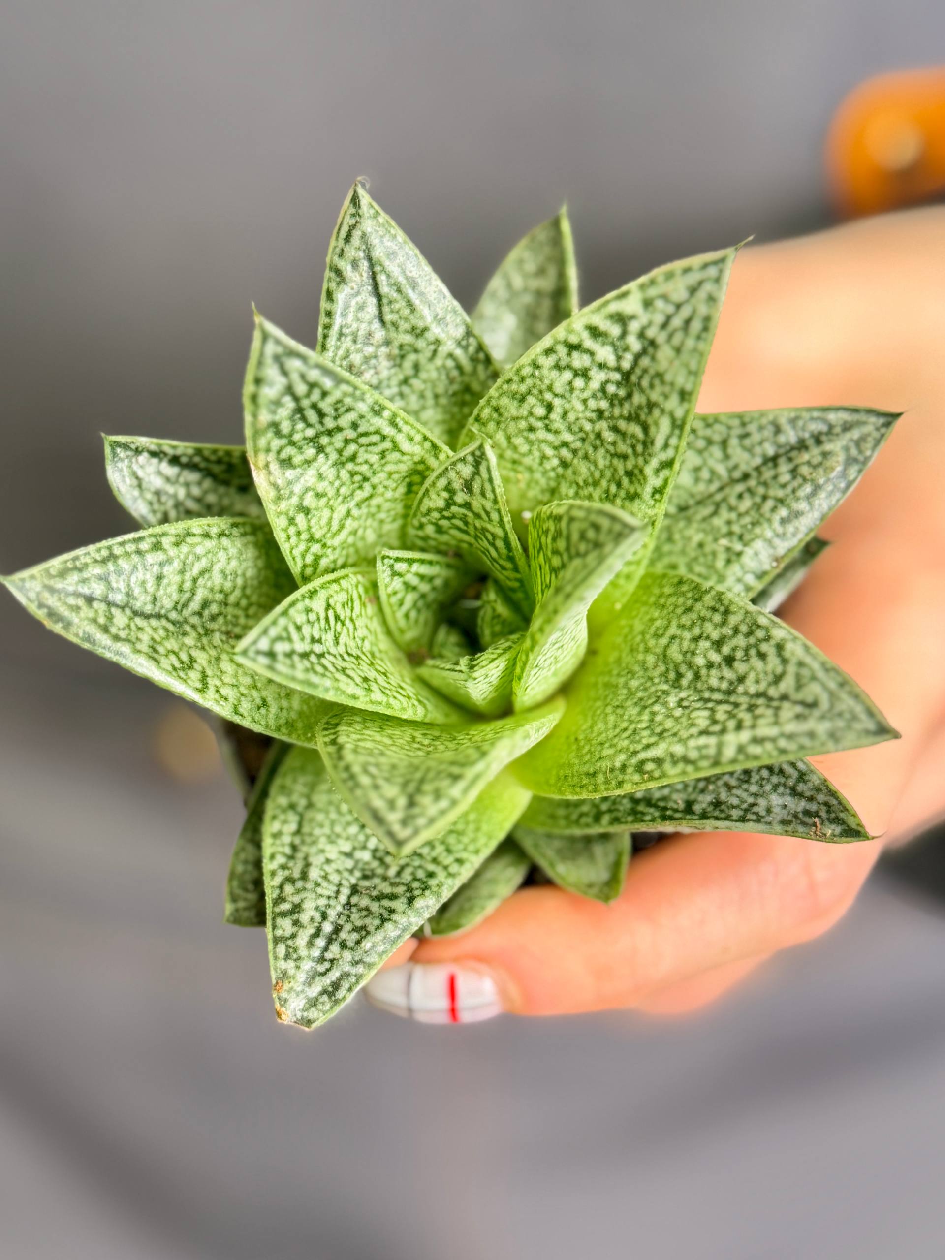 Гастерия Ди Нелла (Gasteria D.Nella) D5см