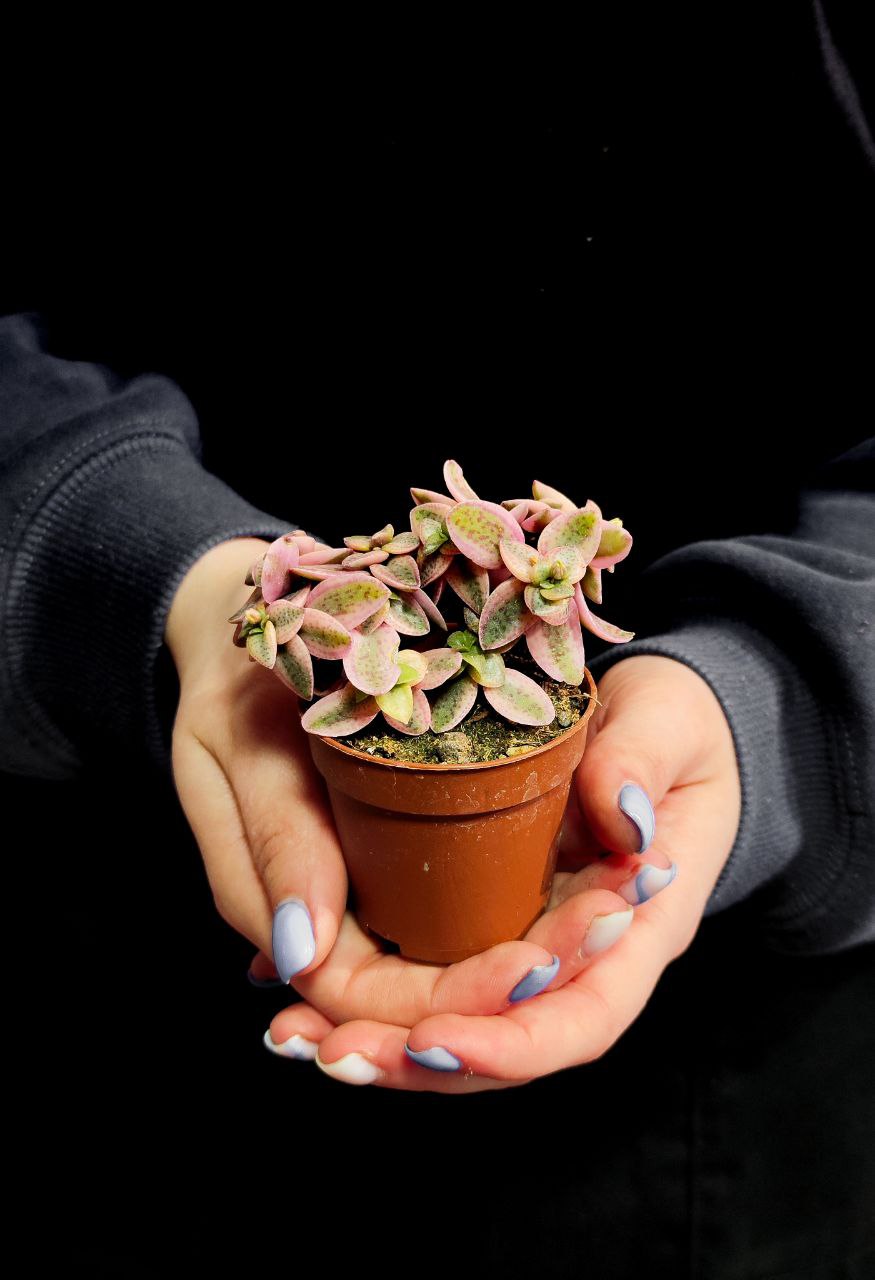 Крассула Капителла Розеа (Crassula Capitella Rosea) D5см