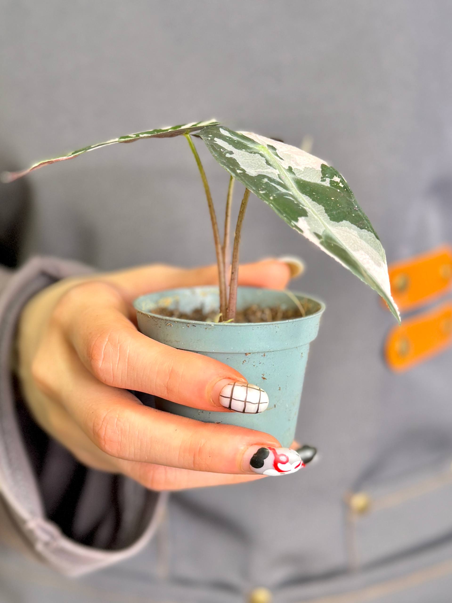 Алоказия Бамбино Пинк Вариегатная (Alocasia Bambino Pink Variegata) D6см