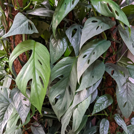 Эпипремнум Себу Блю (Epipremnum Pinnatum Cebu Blue) D6см