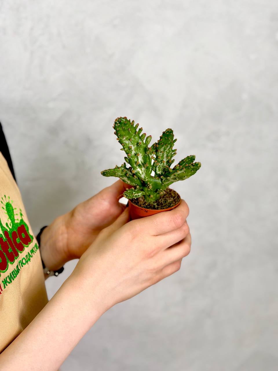 Опунция Монаканта Вариегатная (Opuntia Monacantha Variegata) D5см