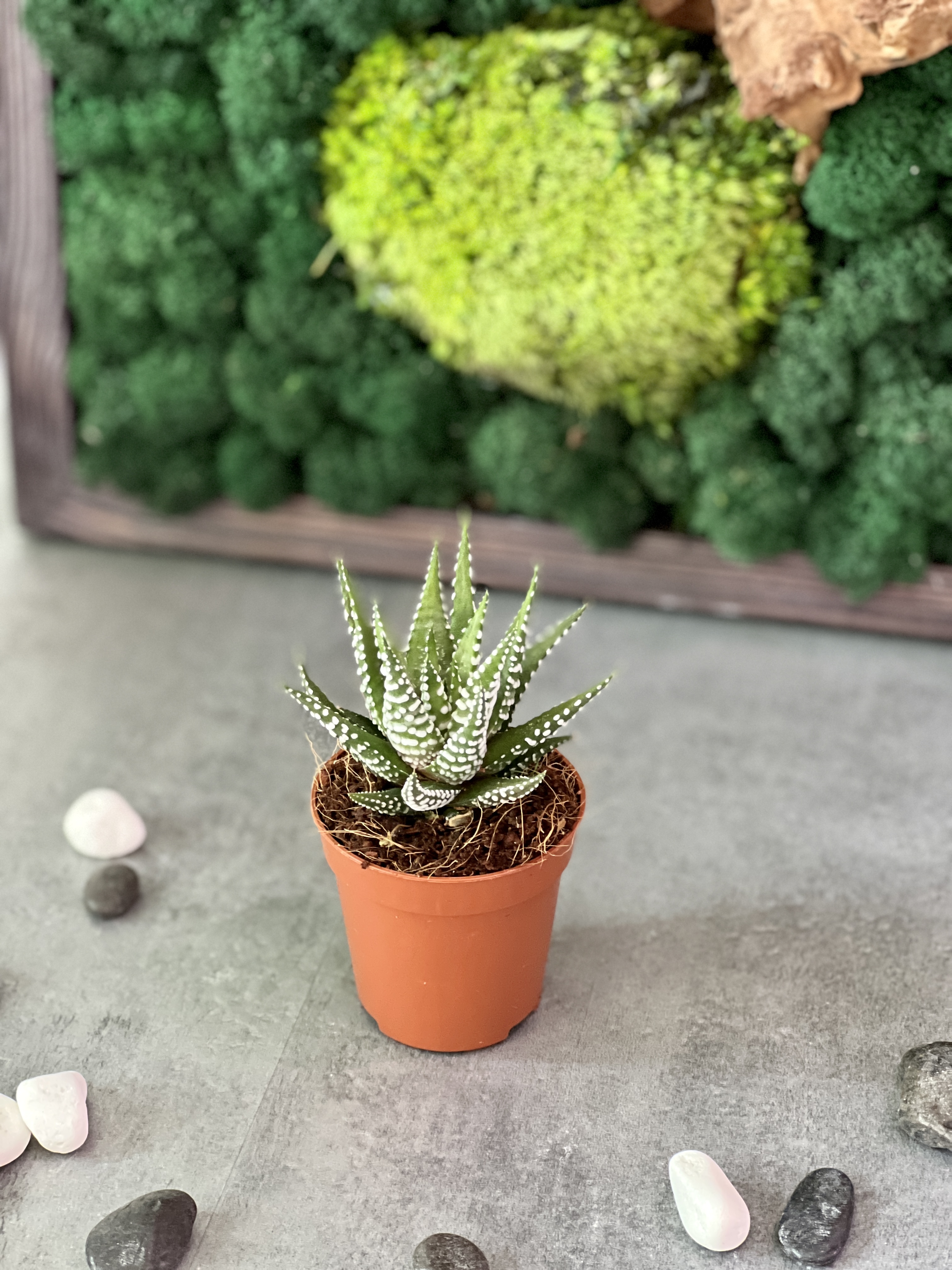 Хавортия Полосатая (Haworthia Fasciata) D5см