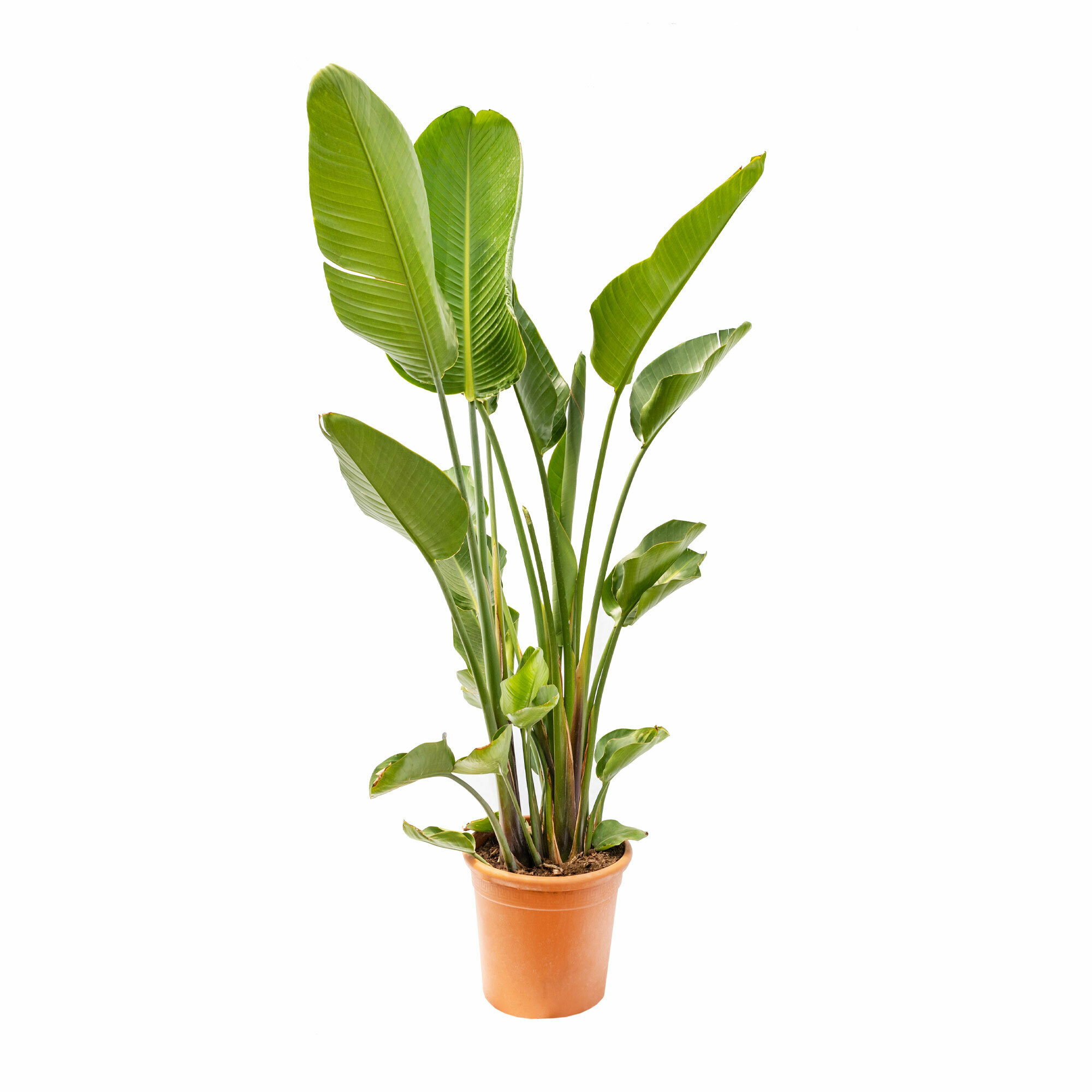 Стрелиция Николая (Strelitzia Nicolai) D17см