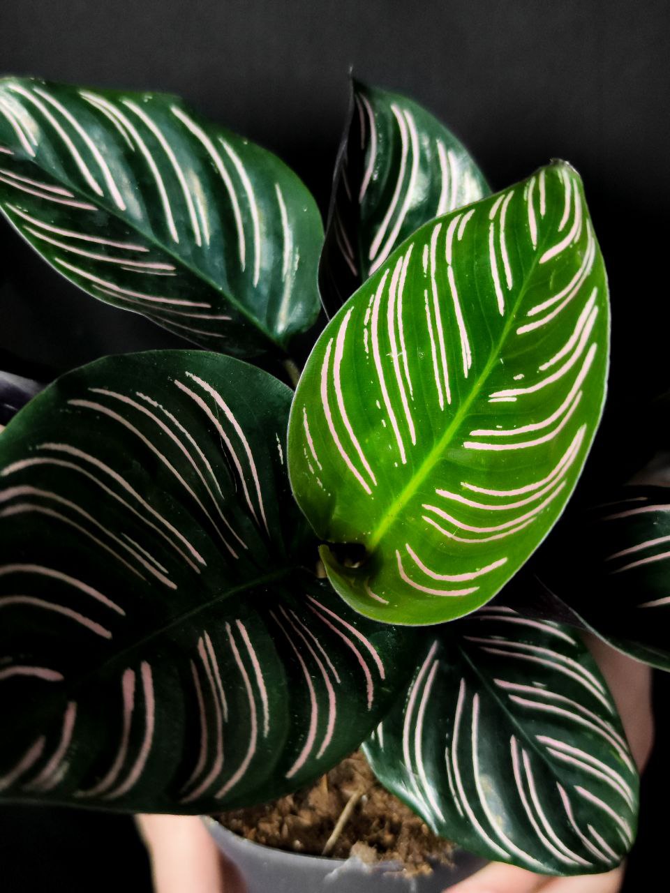 Калатея Сандериана Орната (Calathea Sanderiana Ornata) D12см